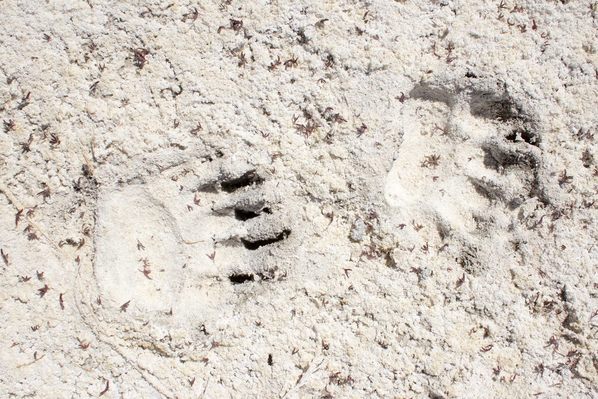 American Black Bear (Ursus americanus)