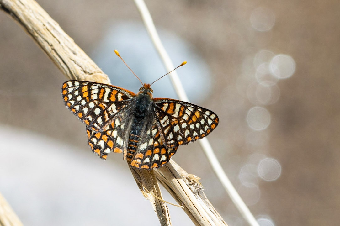 Superstition Mountains, Arizona, Tonto National Forest