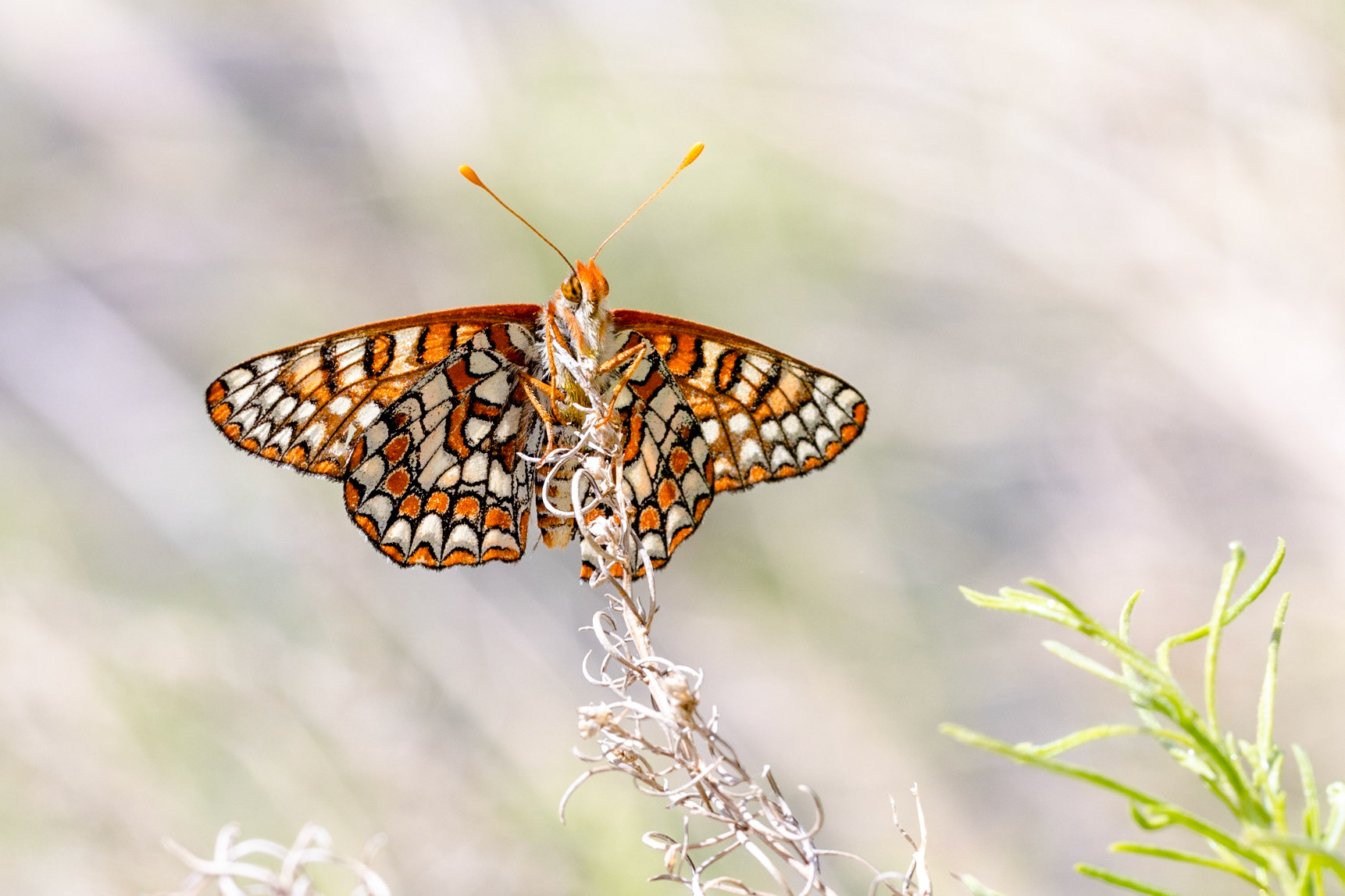Superstition Mountains, Arizona, Tonto National Forest