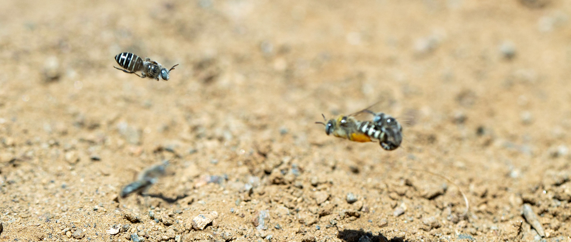 Superstition Mountains, Arizona, Tonto National Forest