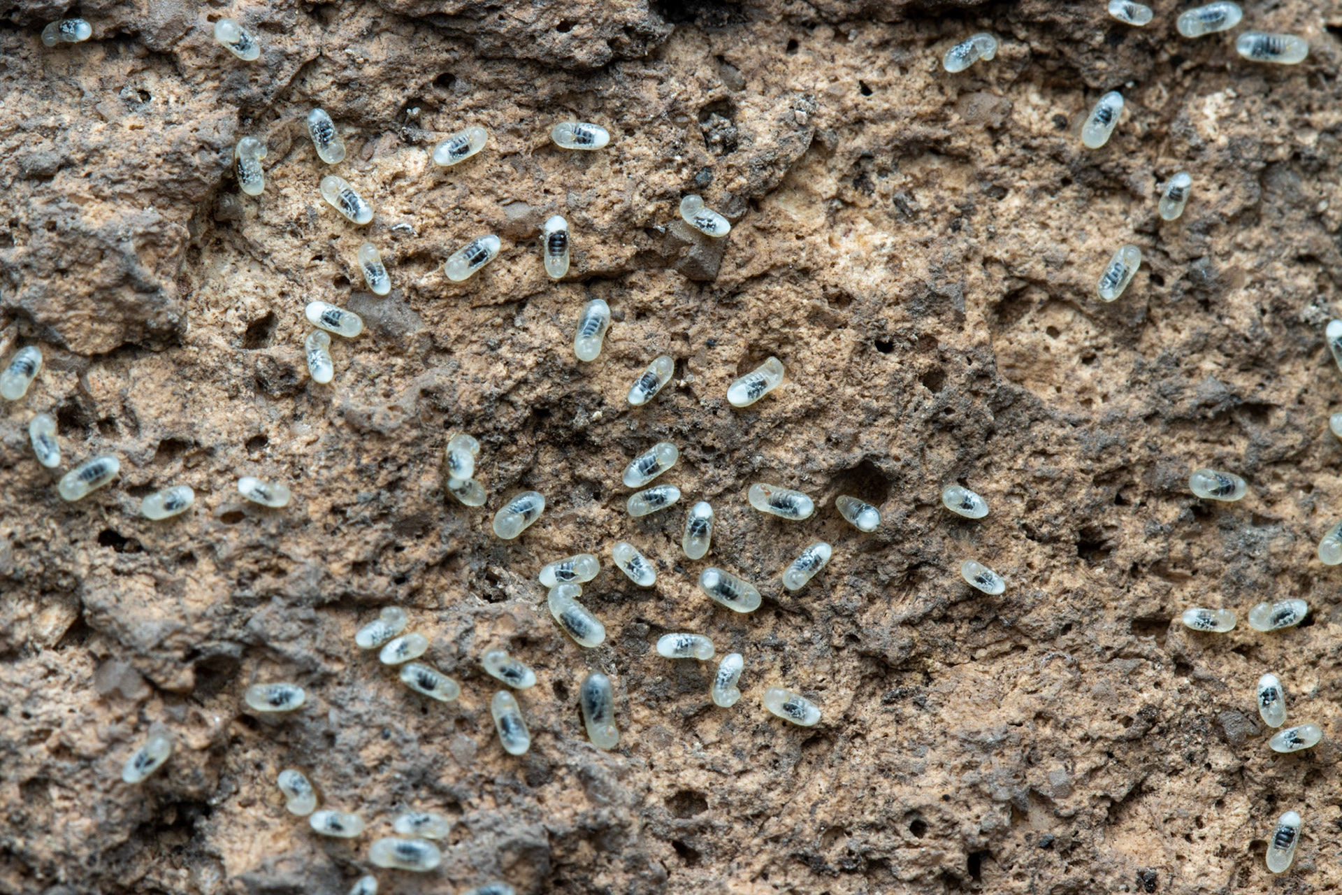 Hog Canyon, Peloncillo Mountains, Arizona, Coronado National Forest