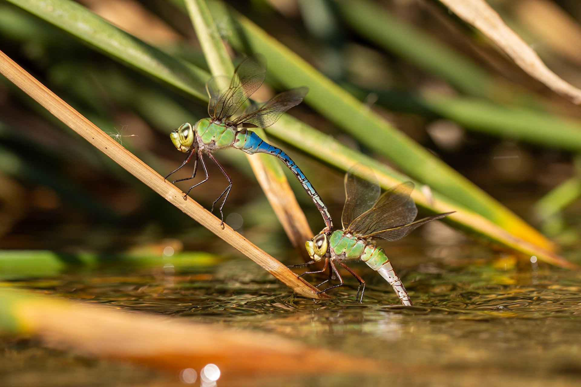 Common Green Darner (Anax junius)