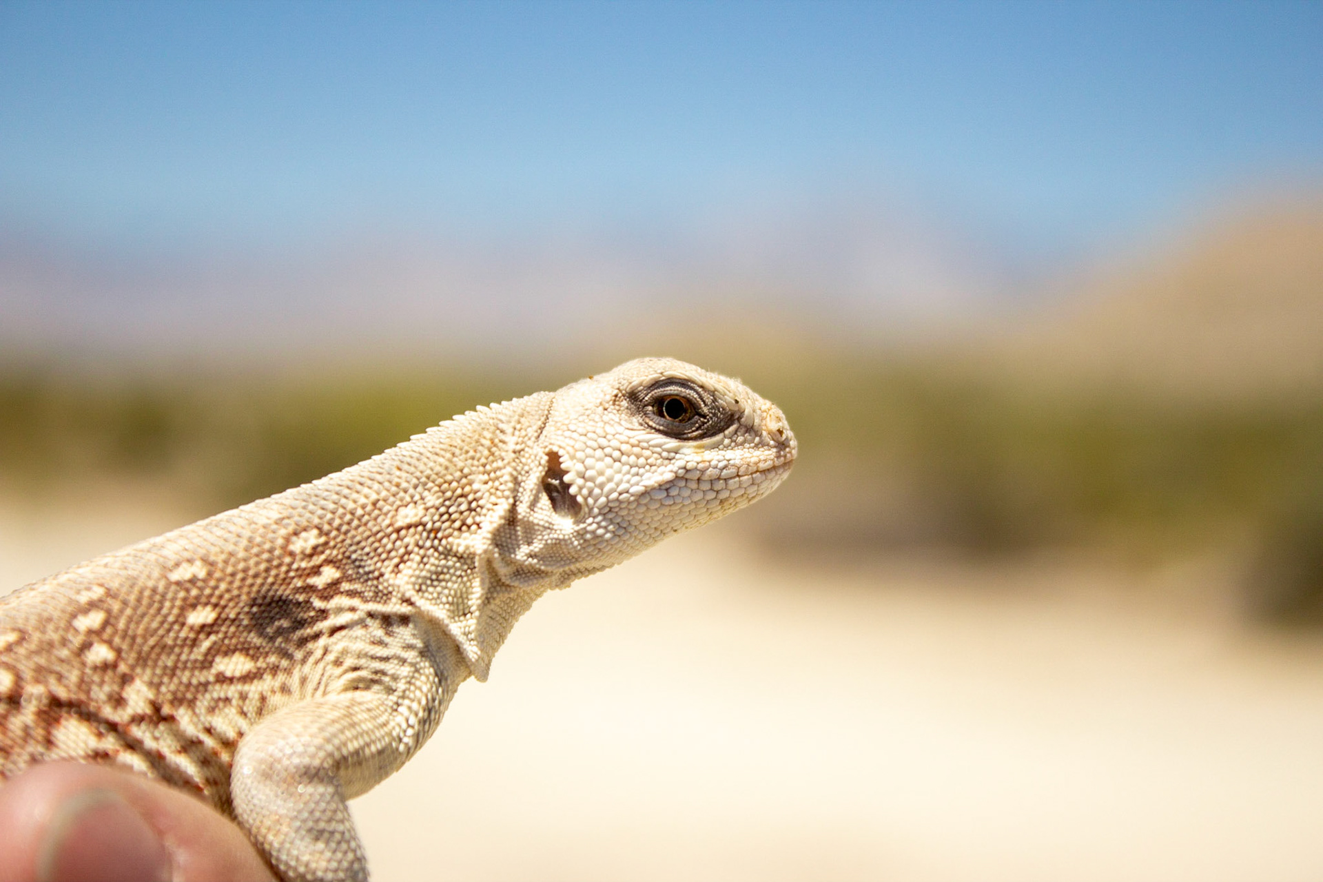 Valle Chico, Baja California, Mexico