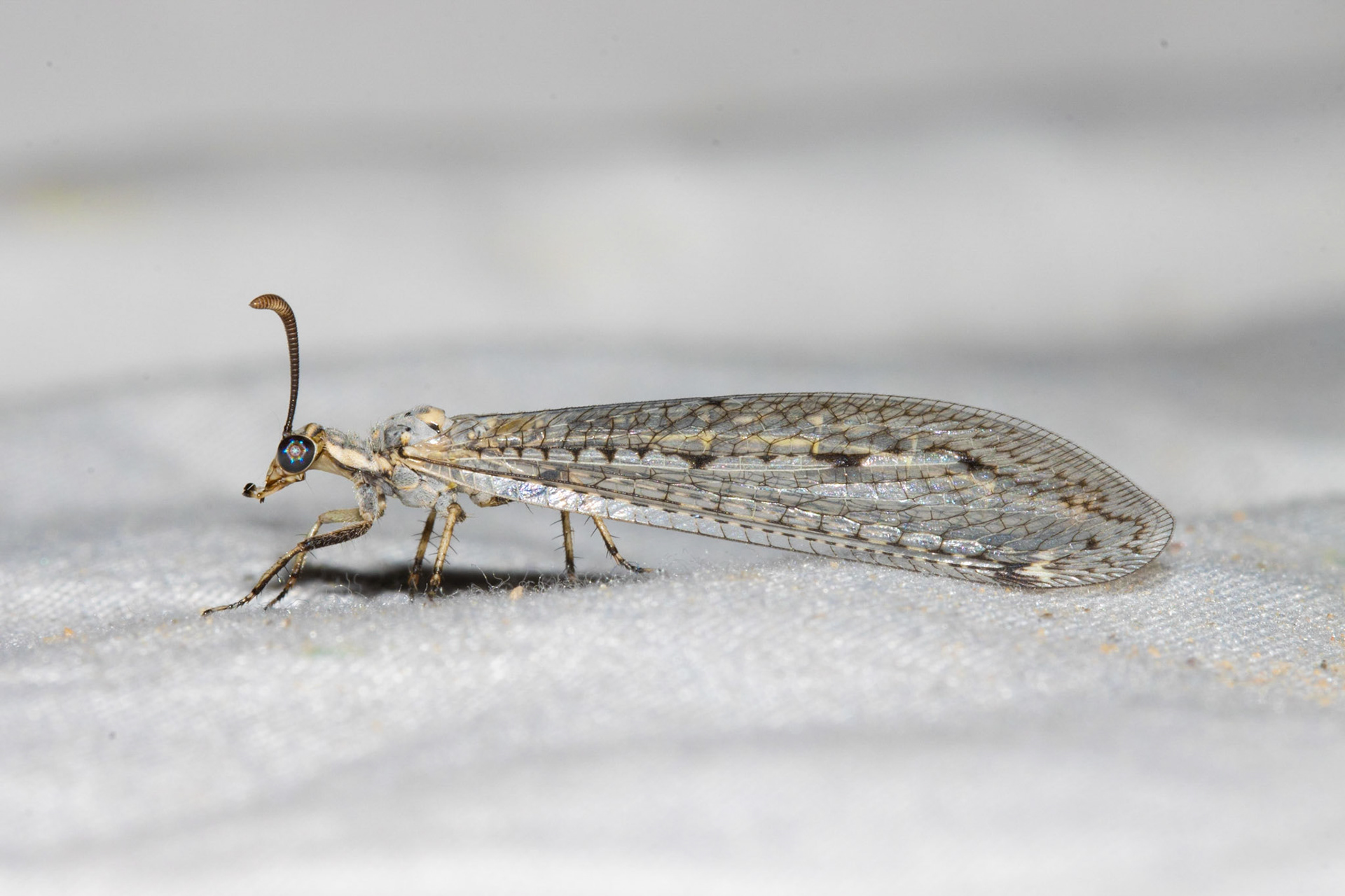 Cadiz Dunes Wilderness, Mojave Desert, California