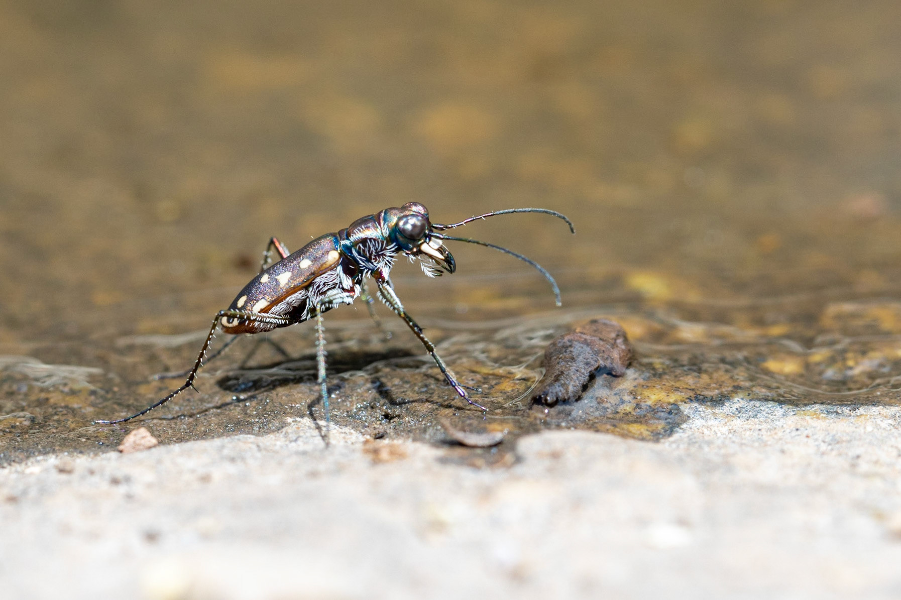 Cicindela sedecimpunctata
