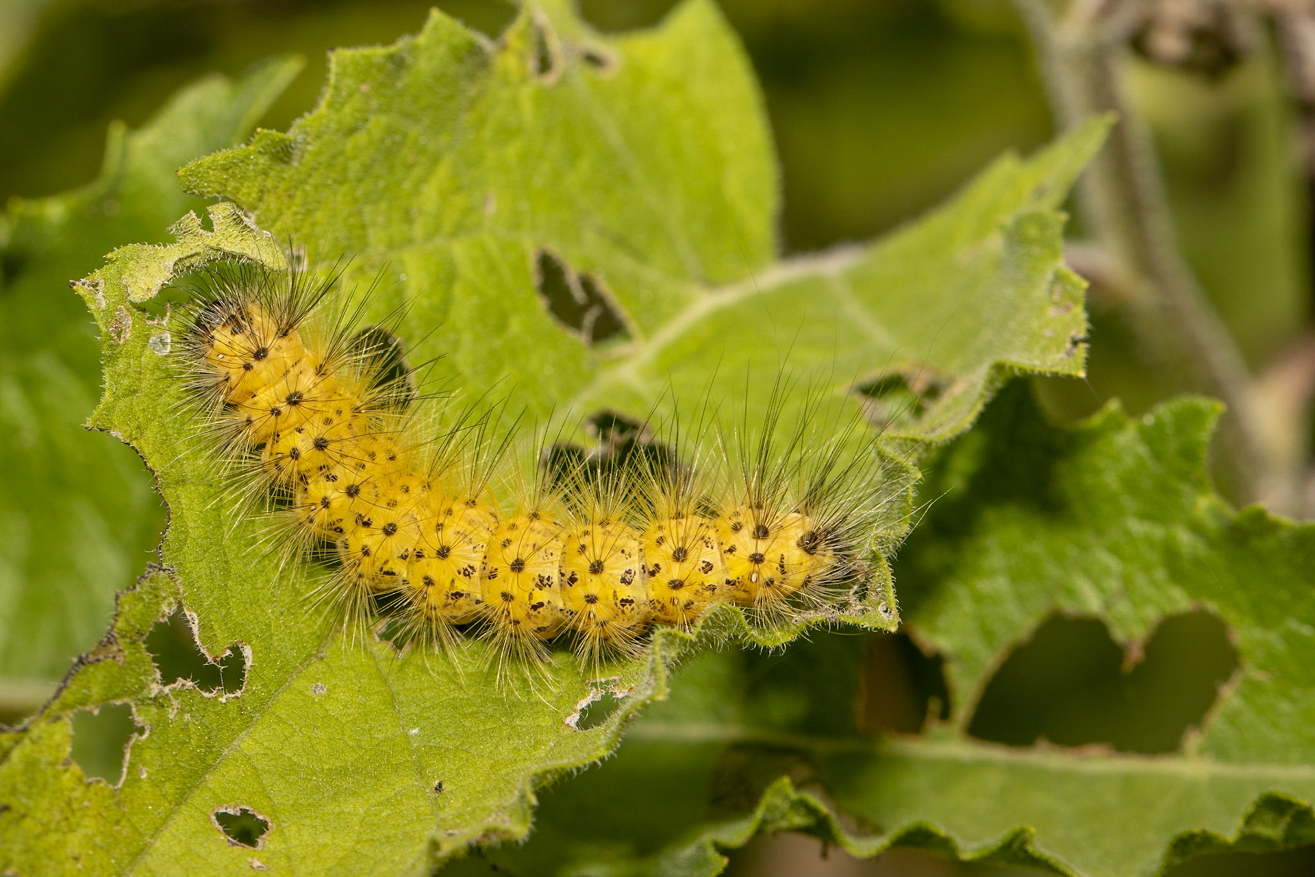 Carretera Federal 16 east of Yécora, Sonora, Mexico