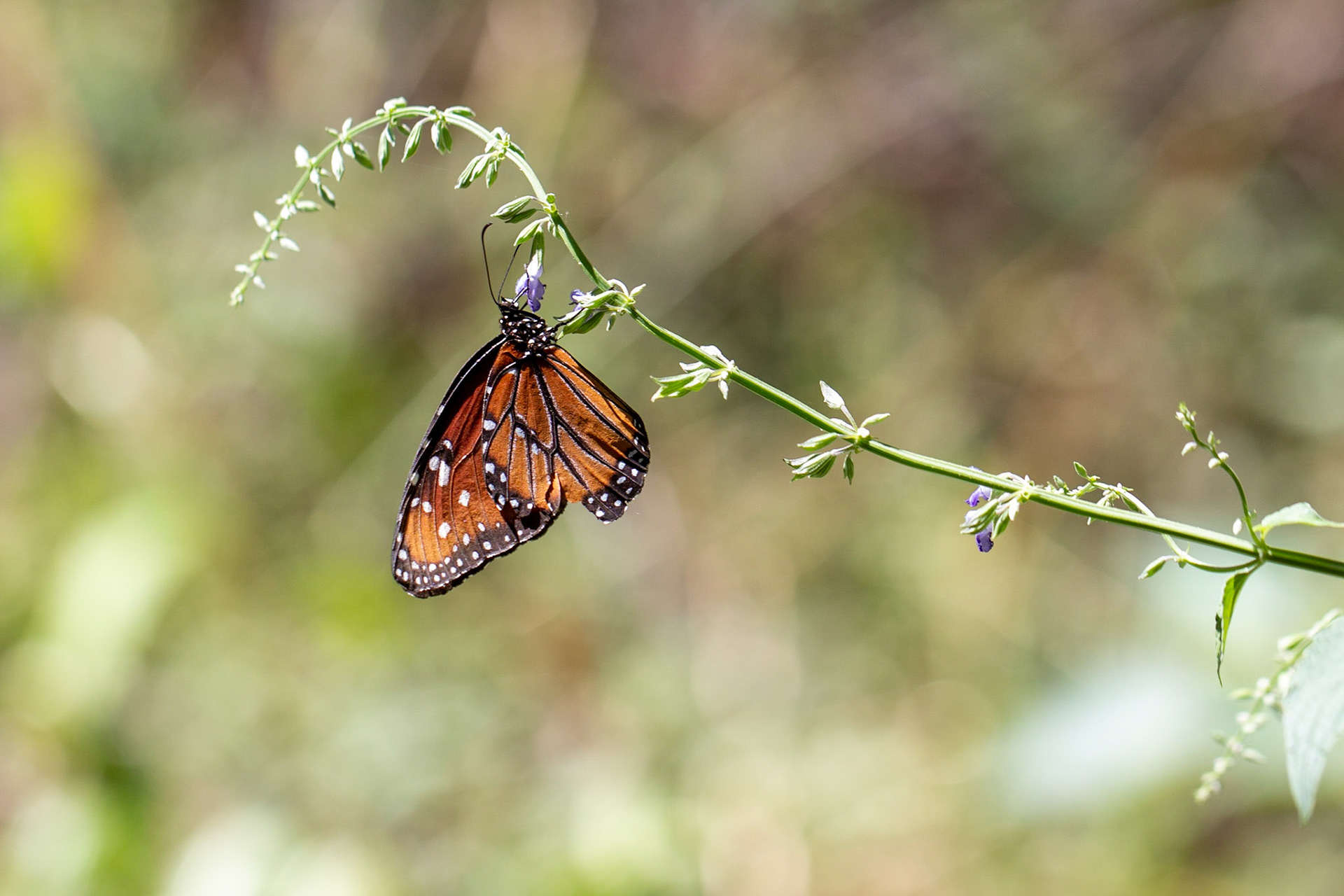 Redfield Canyon Wilderness Area, Arizona