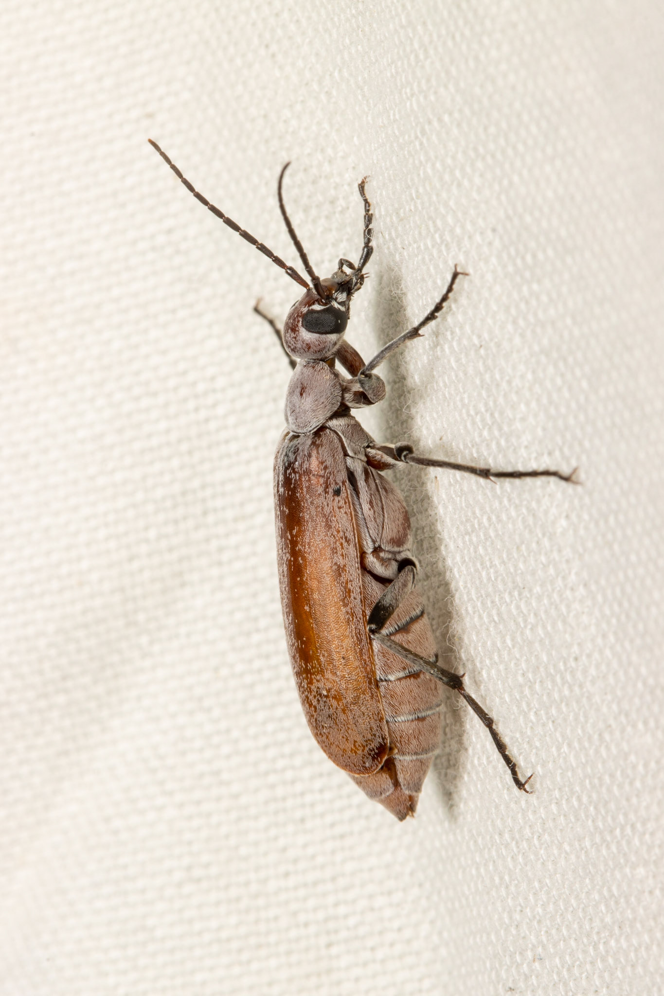 Black Butte, Vulture Mountains, Arizona