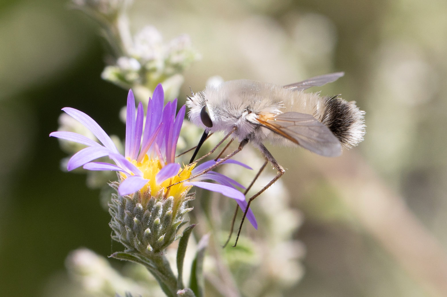 Anastoechus and Fall Tansyaster (Dieteria asteroides)