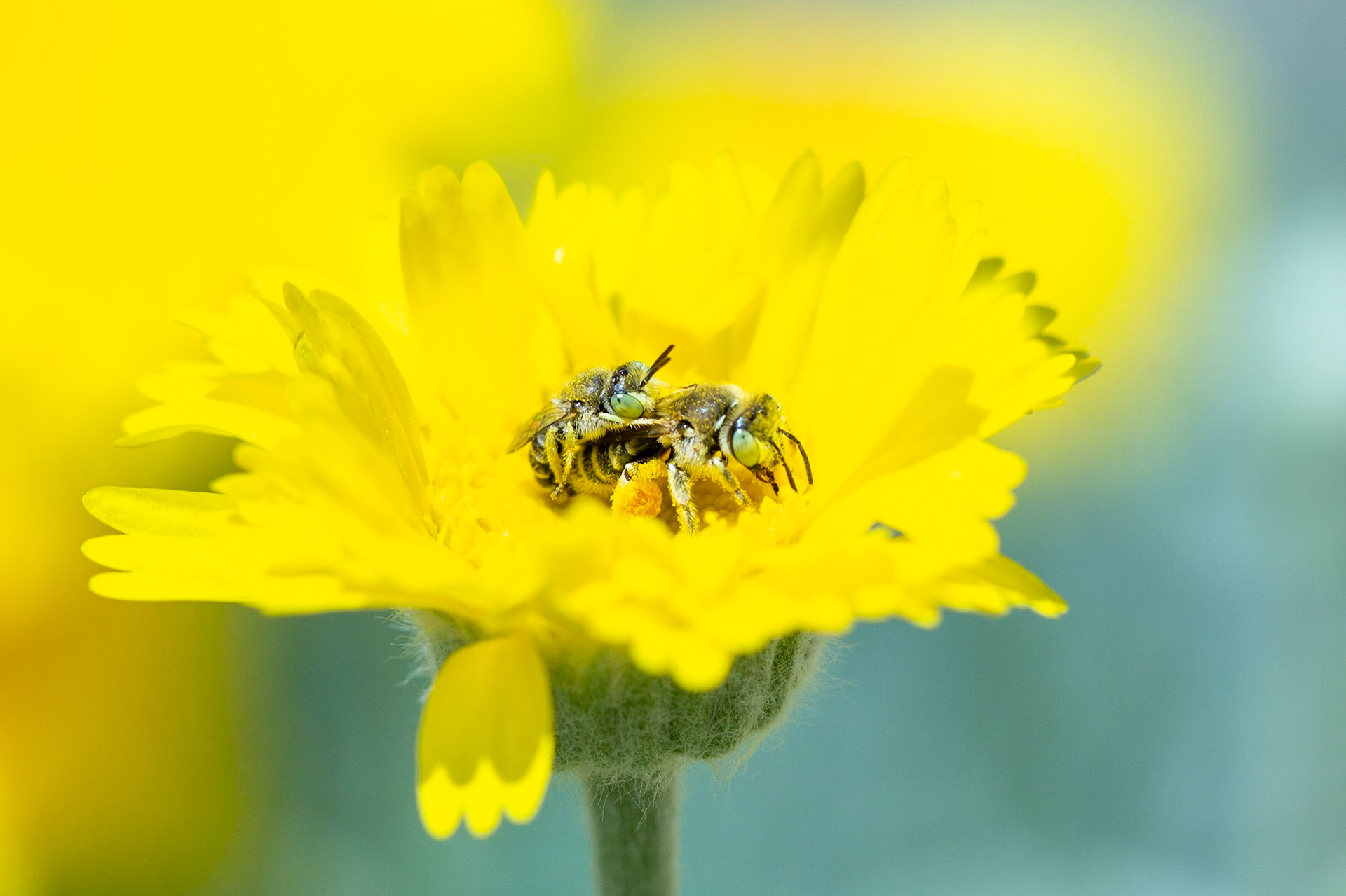 Anthophila and Desert-marigold (Baileya multiradiata)