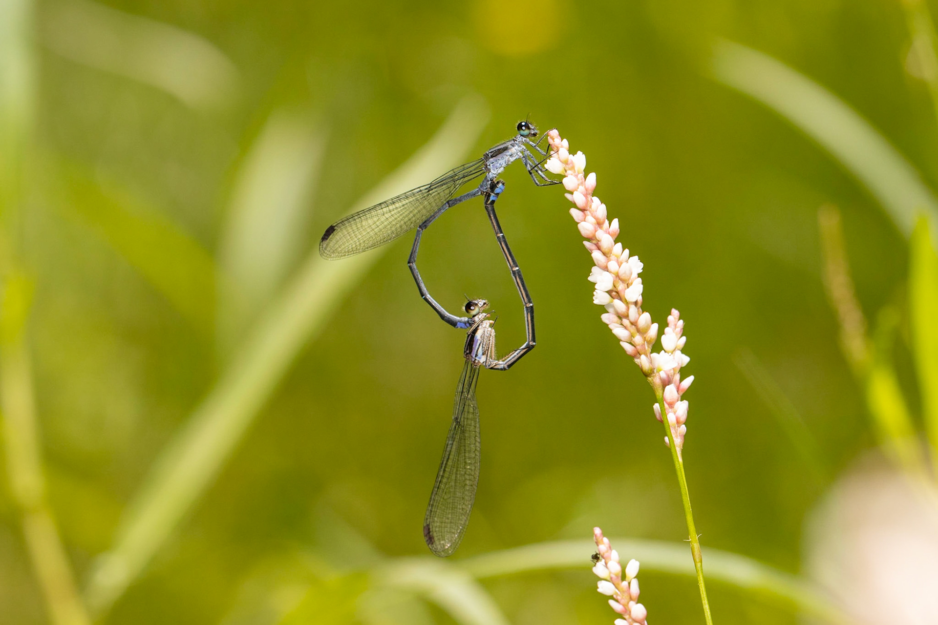 Carretera Federal 16 east of Yécora, Sonora, Mexico