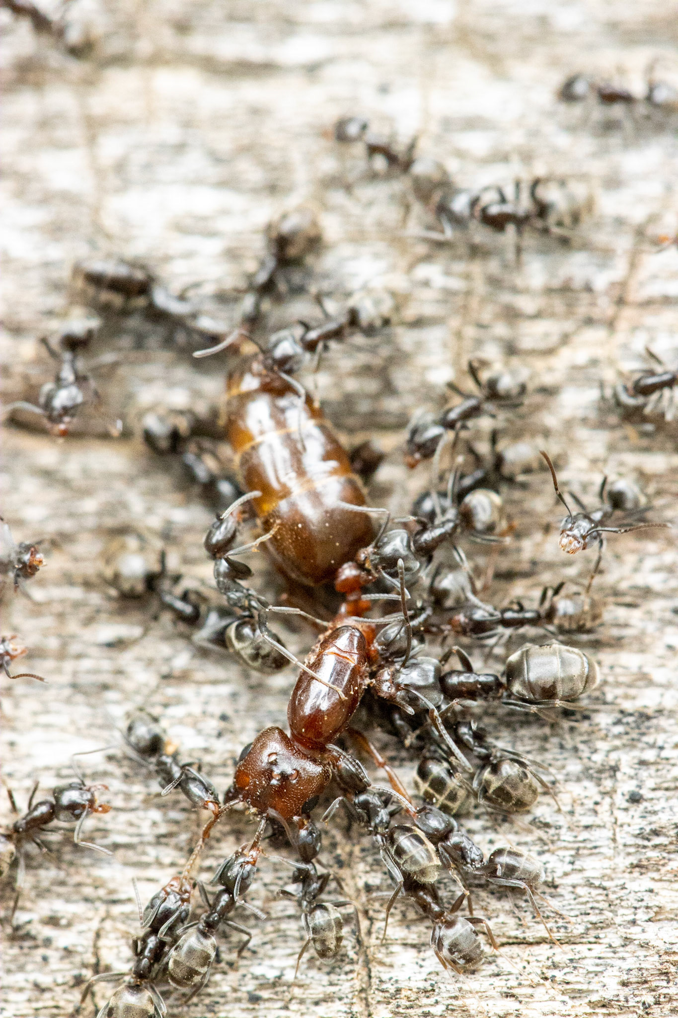 Miles Ranch, Superstition Mountains, Arizona, Tonto National Forest
