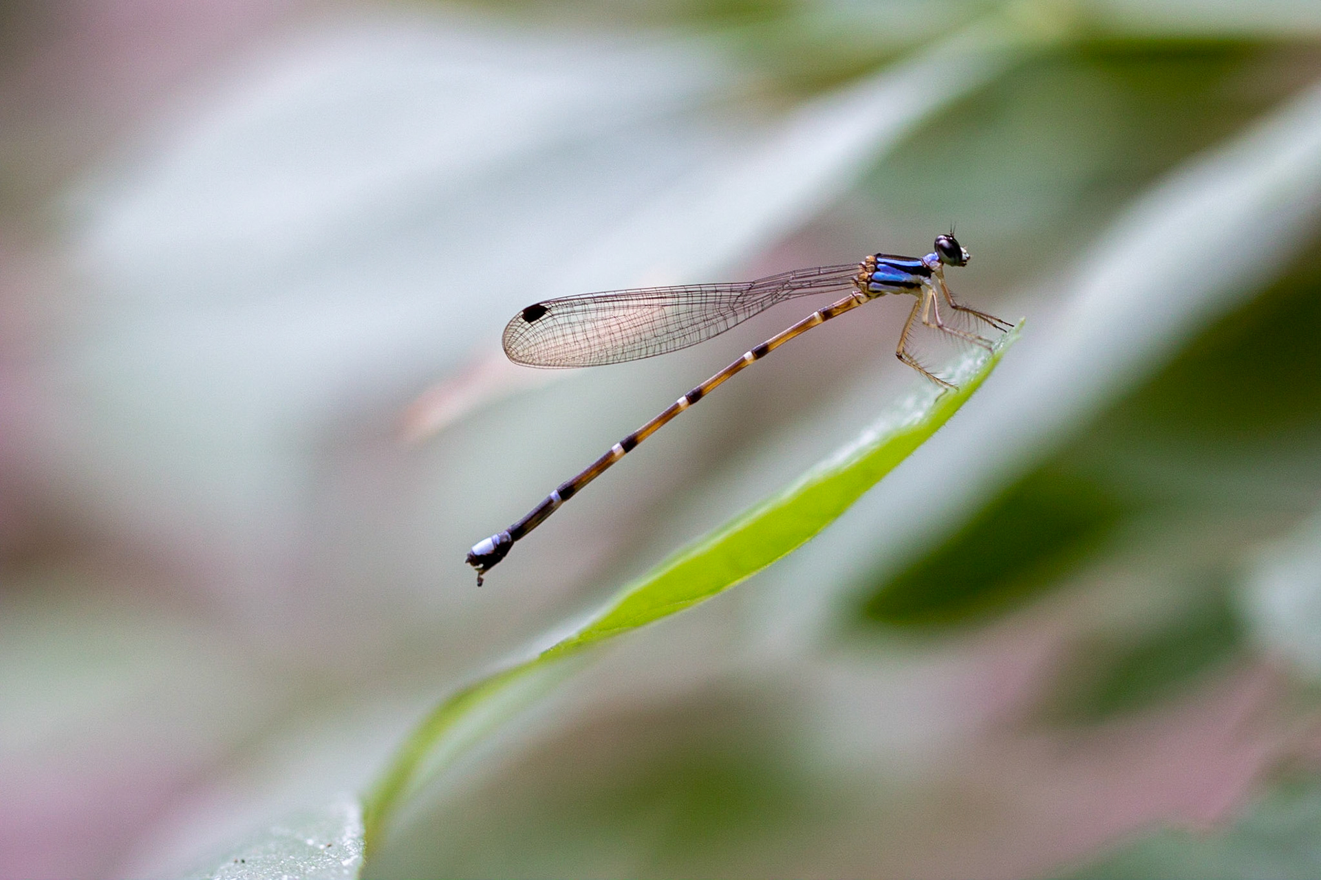 Redfield Canyon Wilderness Area, Arizona