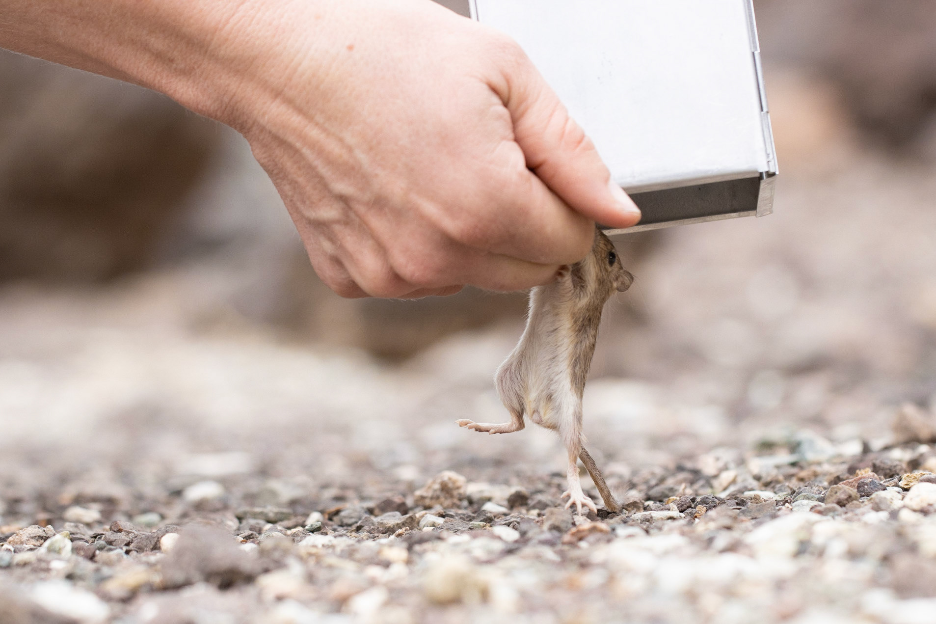 Whipple Wash, California