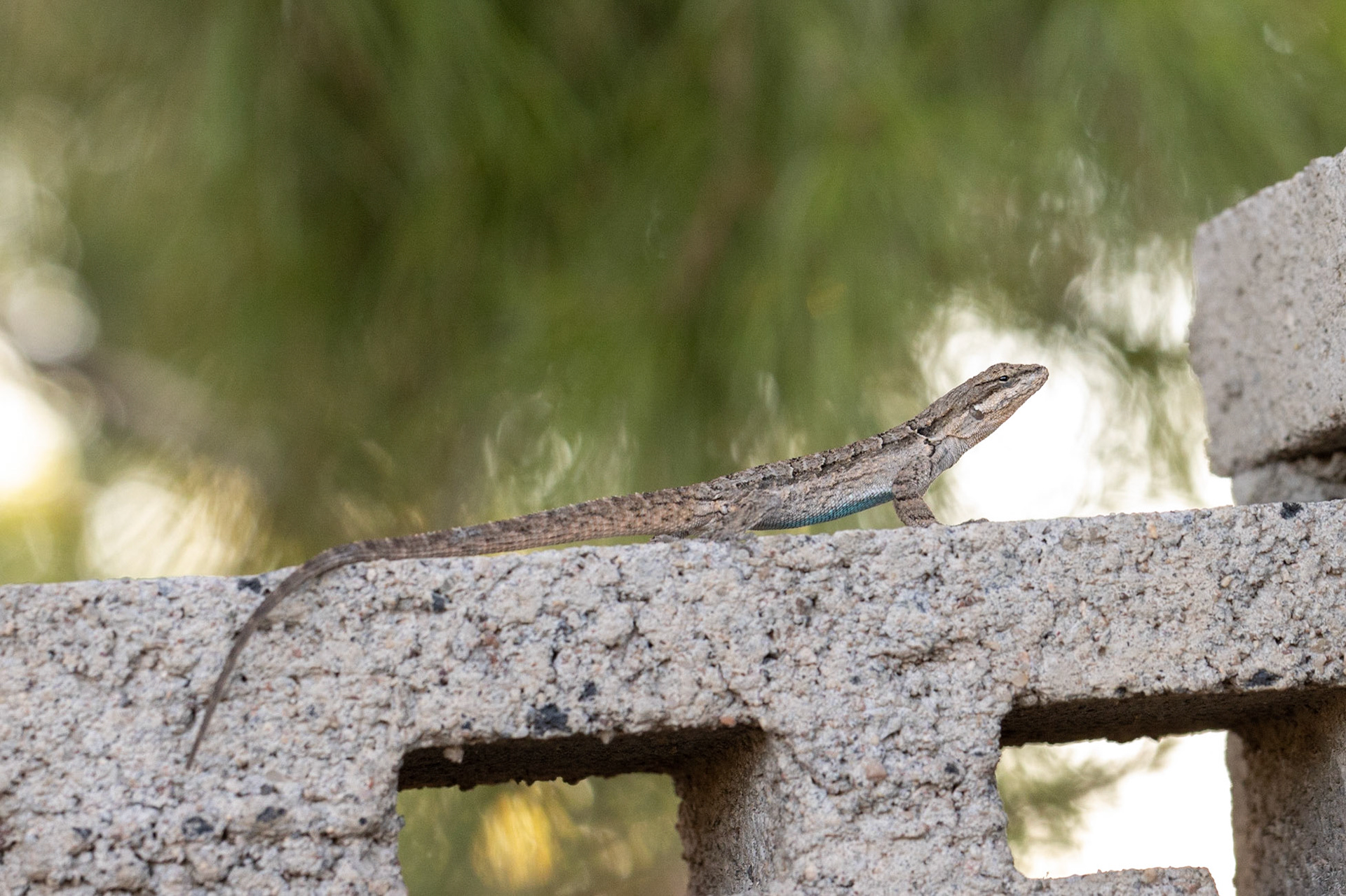 Ornate Tree Lizard (Urosaurus ornatus)
