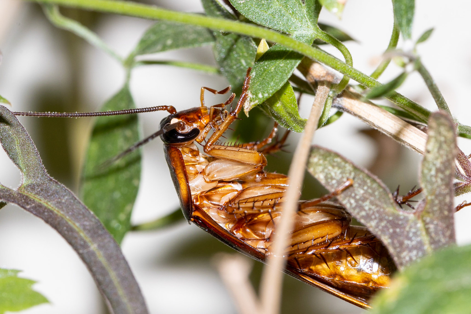 American Cockroach (Periplaneta americana)