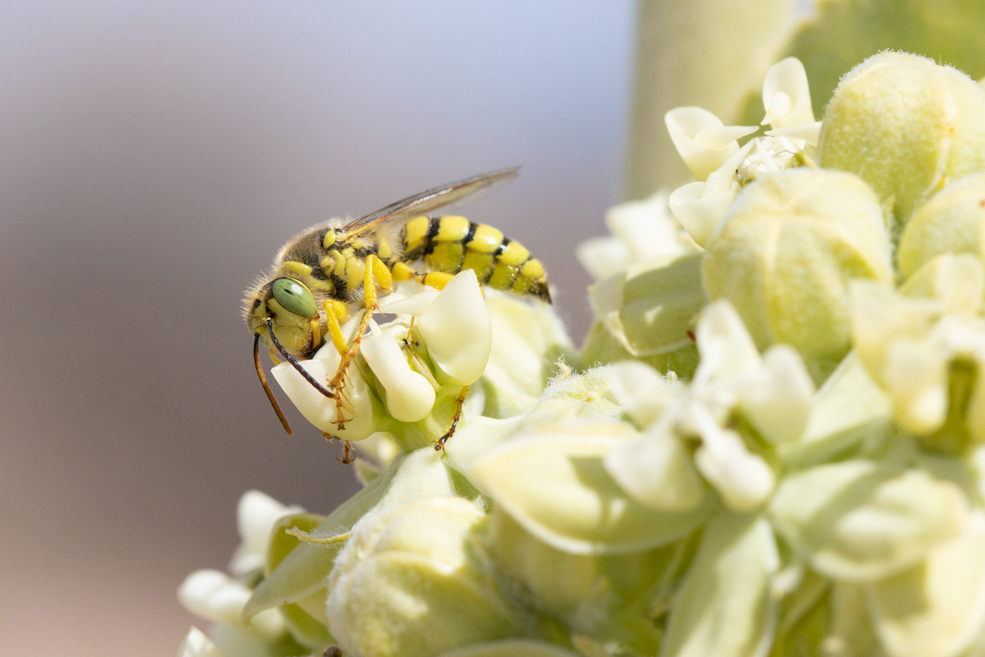 Mojave Desert, California, Mojave Desert, California