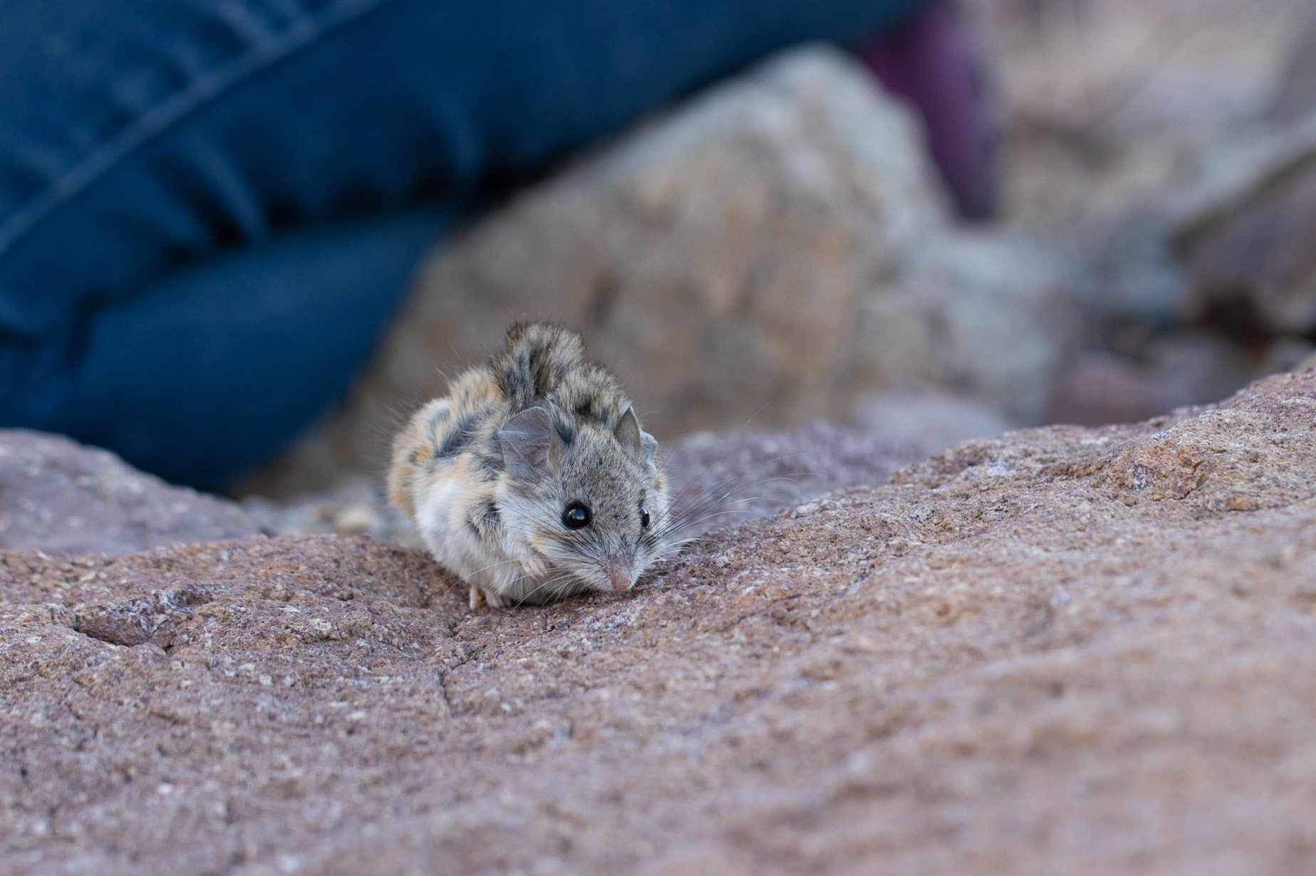 Bonanza Spring, Clipper Mountain Wilderness, California