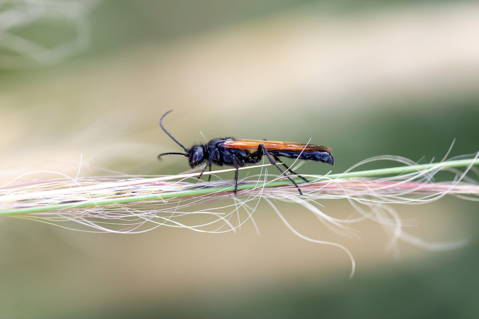 Ants and Bees, Wasps, And Sawflies (Hymenoptera), Grass (Poaceae)