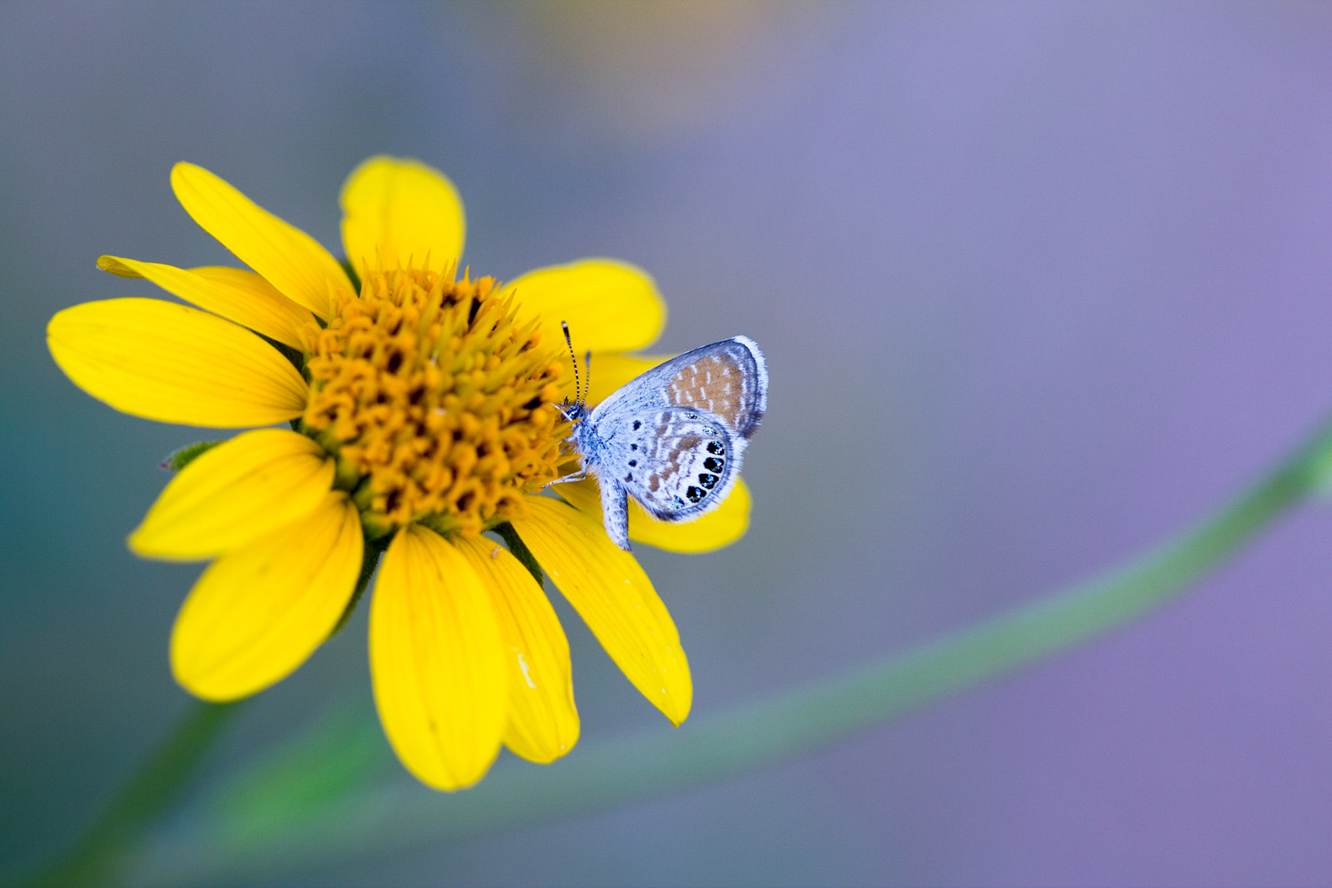 Western Pygmy-blue (Brephidium exilis)