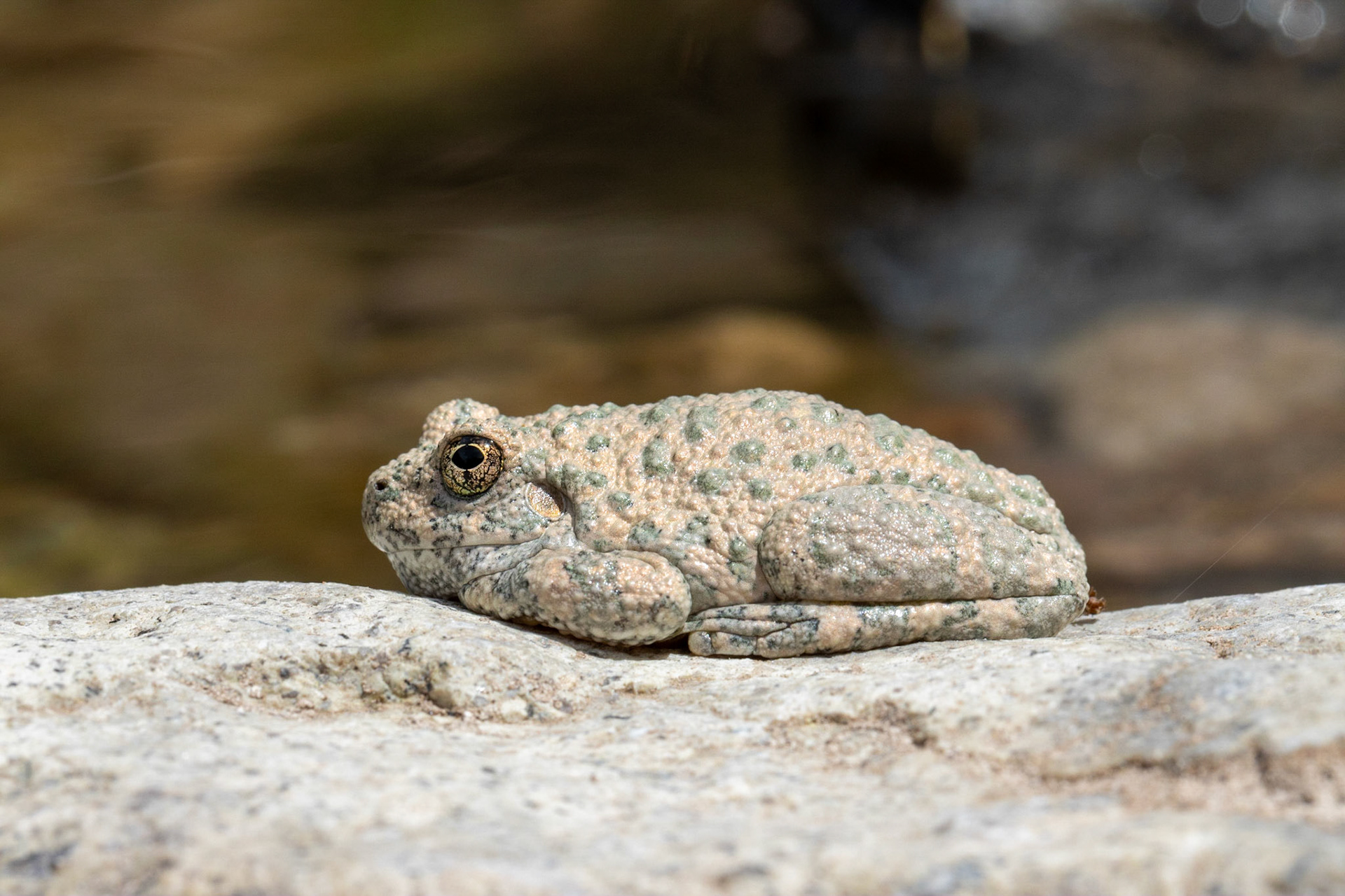 Superstition Mountains, Arizona, Tonto National Forest