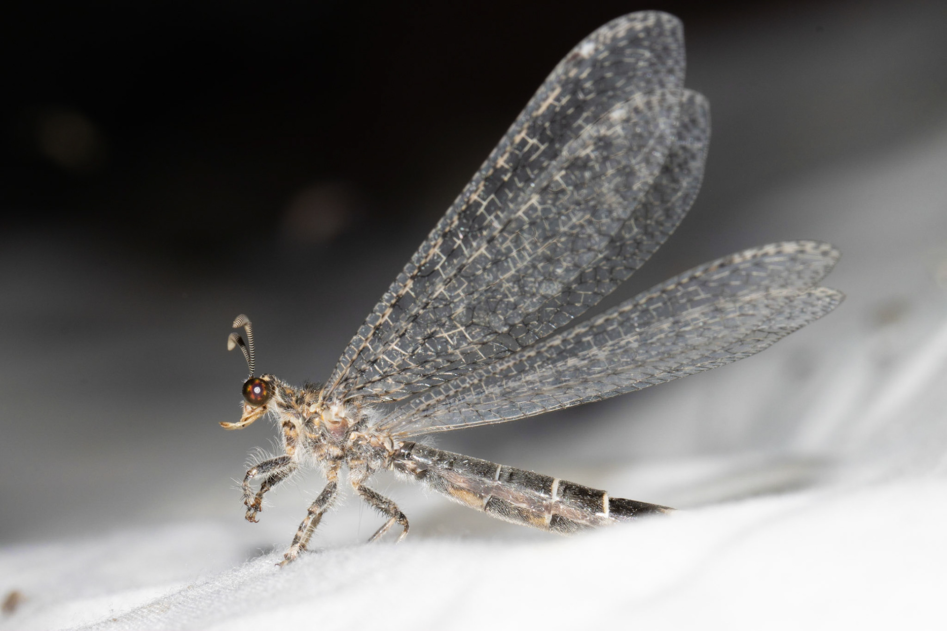 Whipple Wash, California