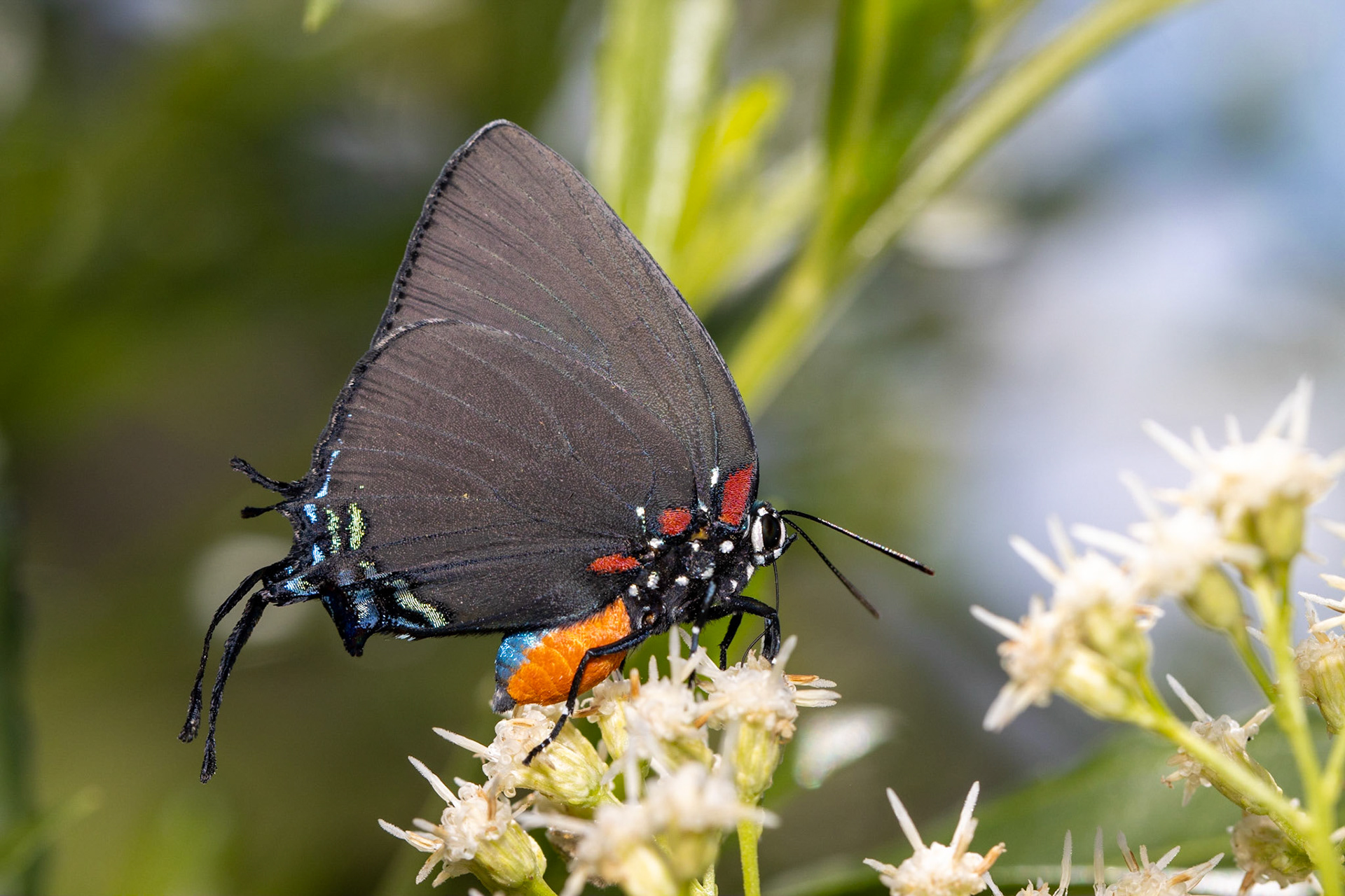 Gibson Tank, Arizona