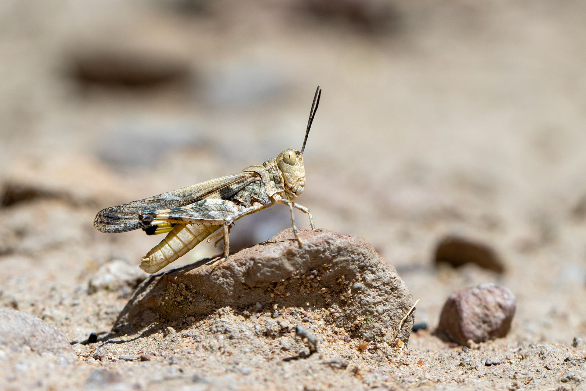 Elgin, Arizona, Coronado National Forest