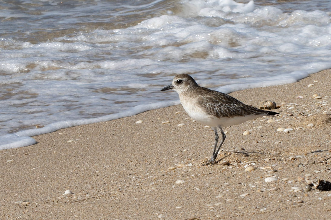 Puerto Peñasco, Sonora, Mexico