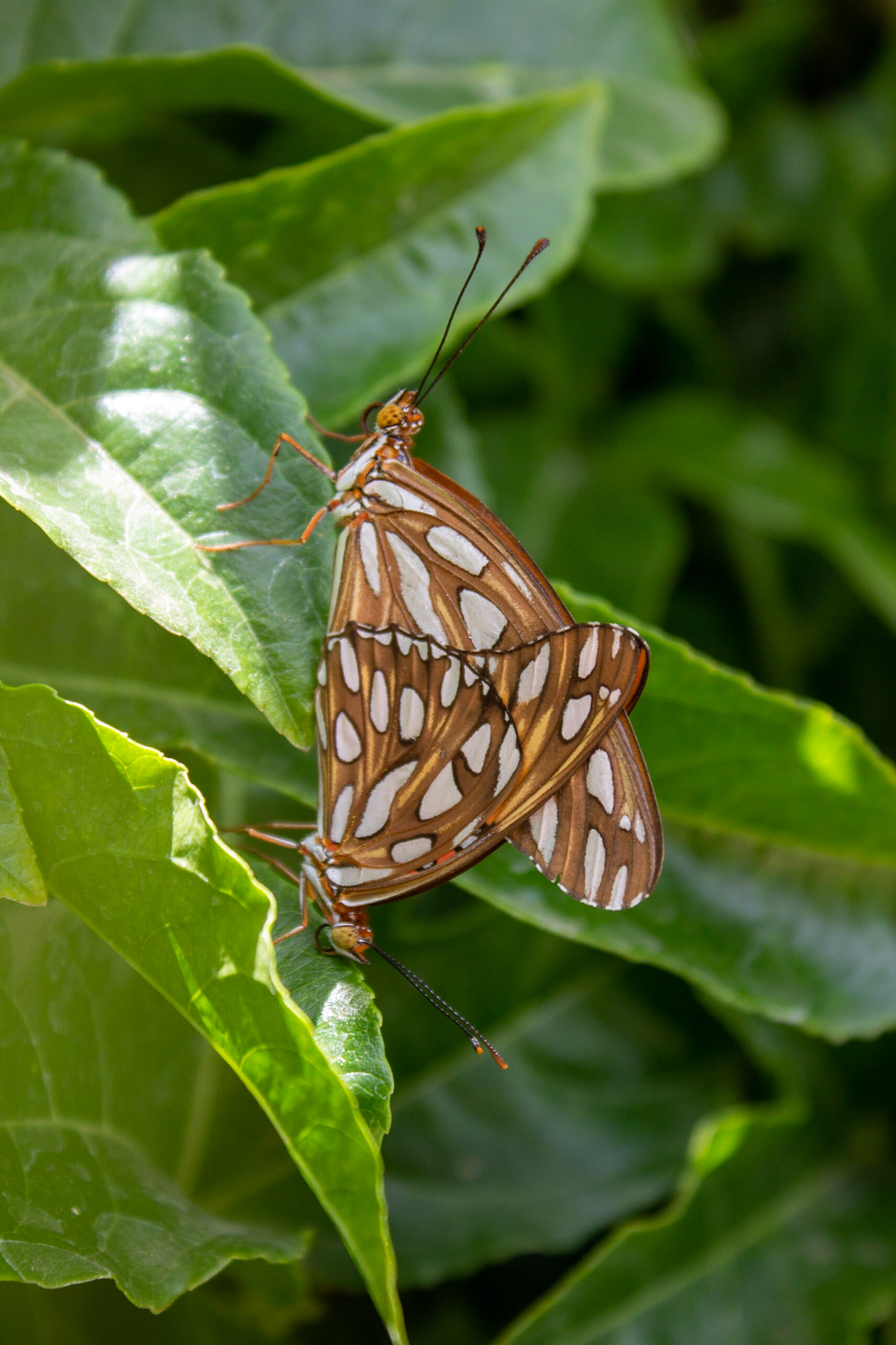 Gulf Fritillary (Agraulis vanillae)