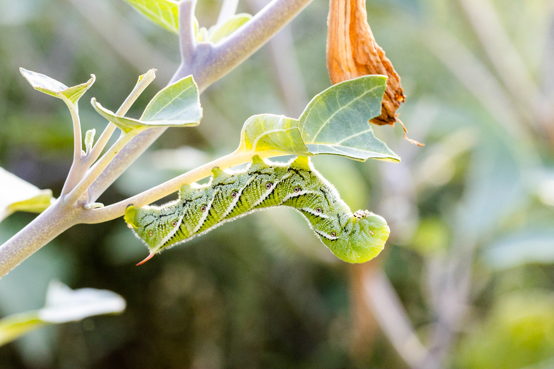 Carolina Sphinx (Manduca sexta) and Hairy Thorn-apple (Datura wrightii)