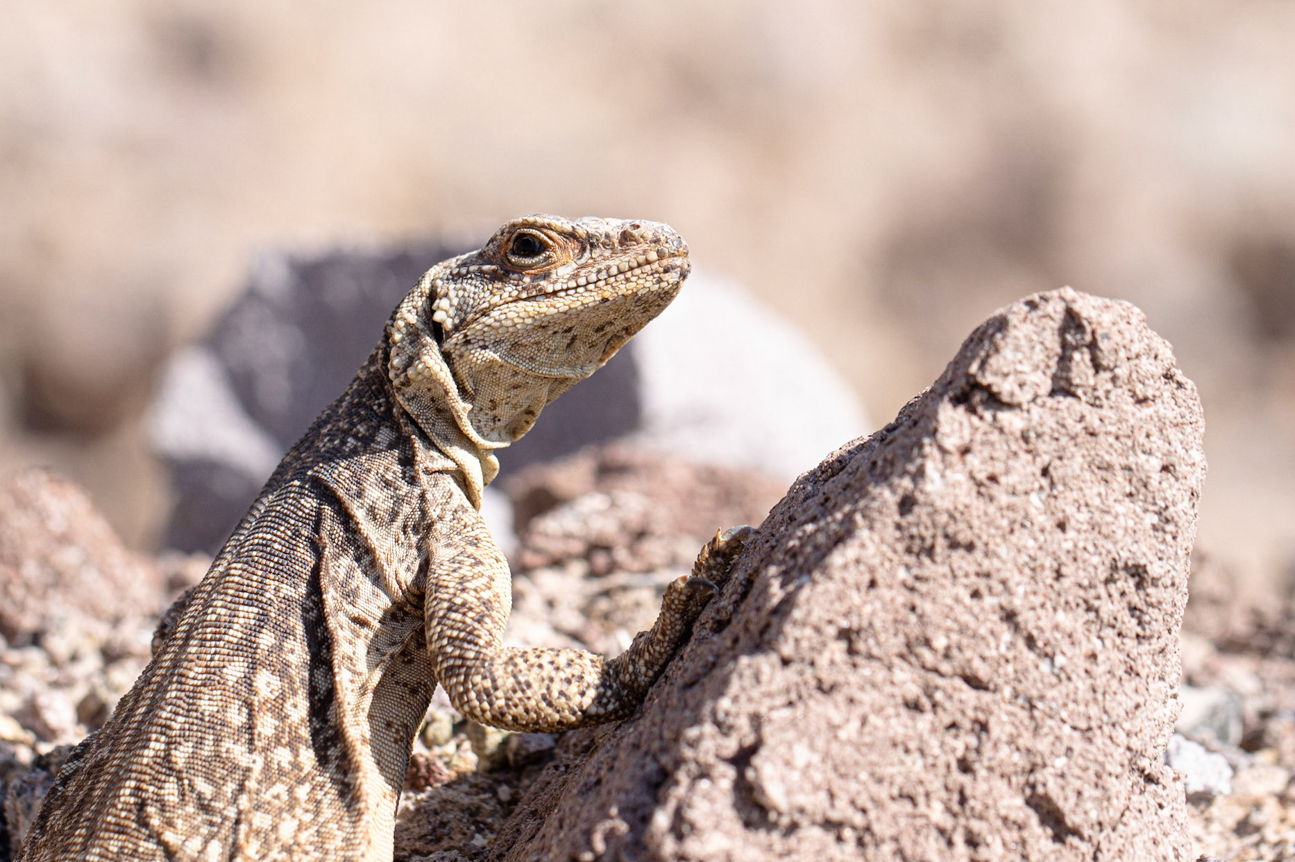 Bonanza Spring, Clipper Mountain Wilderness, California