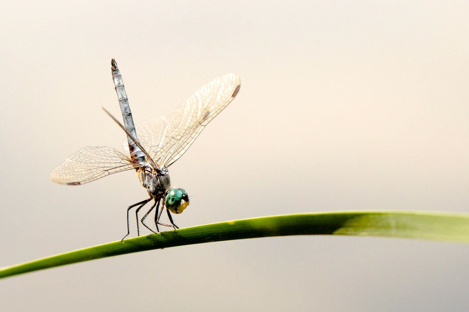 Dead Horse Ranch State Park, Arizona