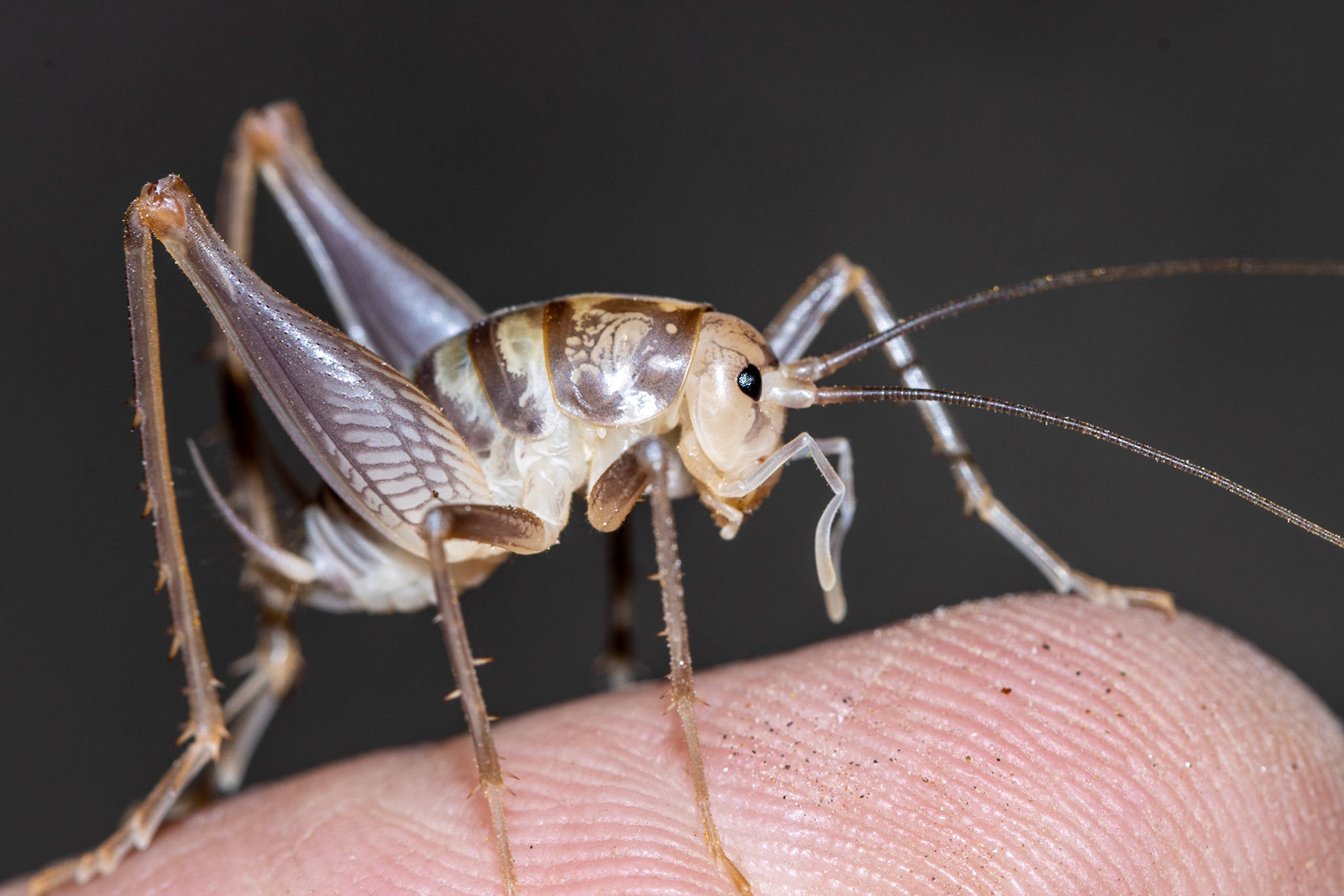 Superstition Mountains, Arizona, Tonto National Forest