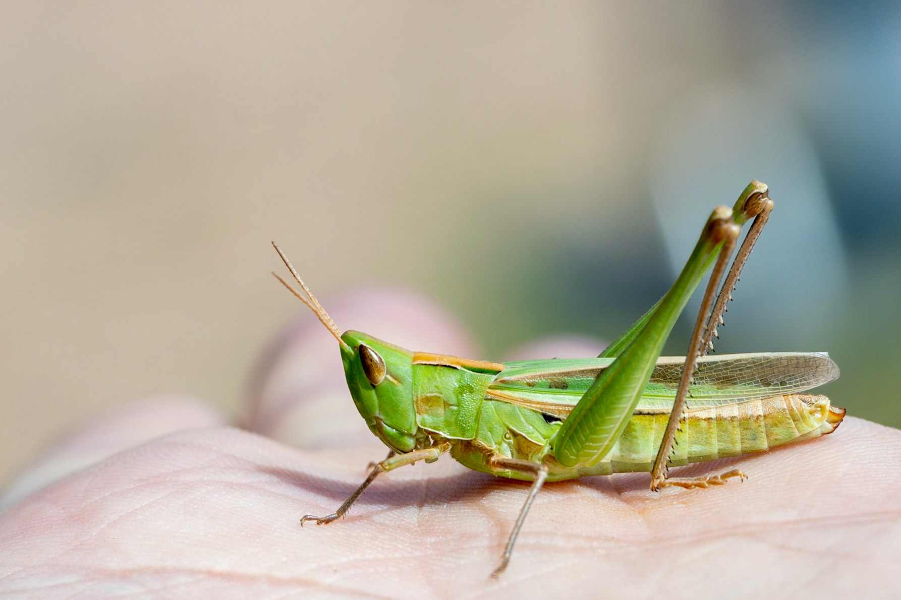 Handsome Grasshopper (Syrbula admirabilis)