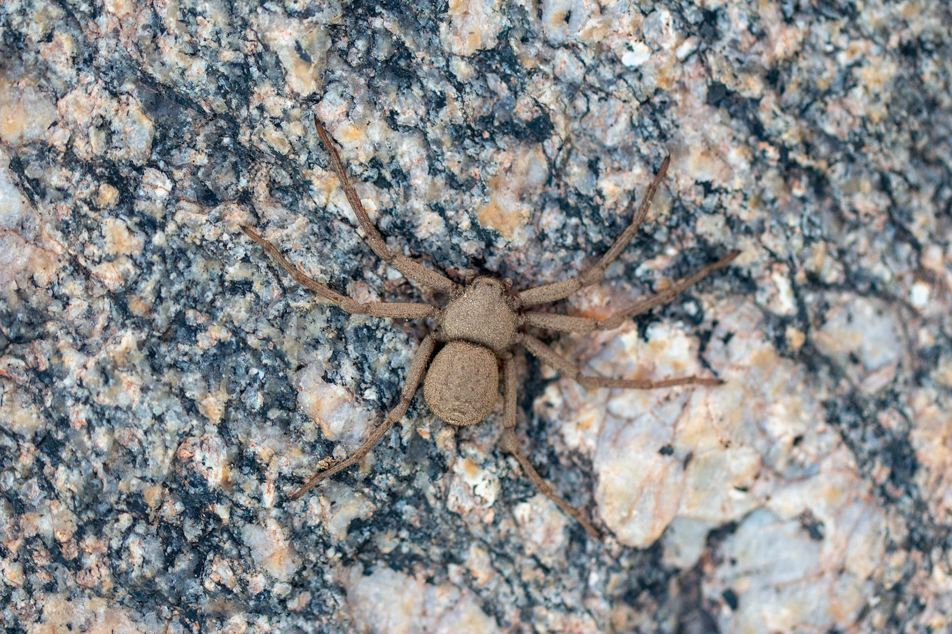 Spider (Araneae)