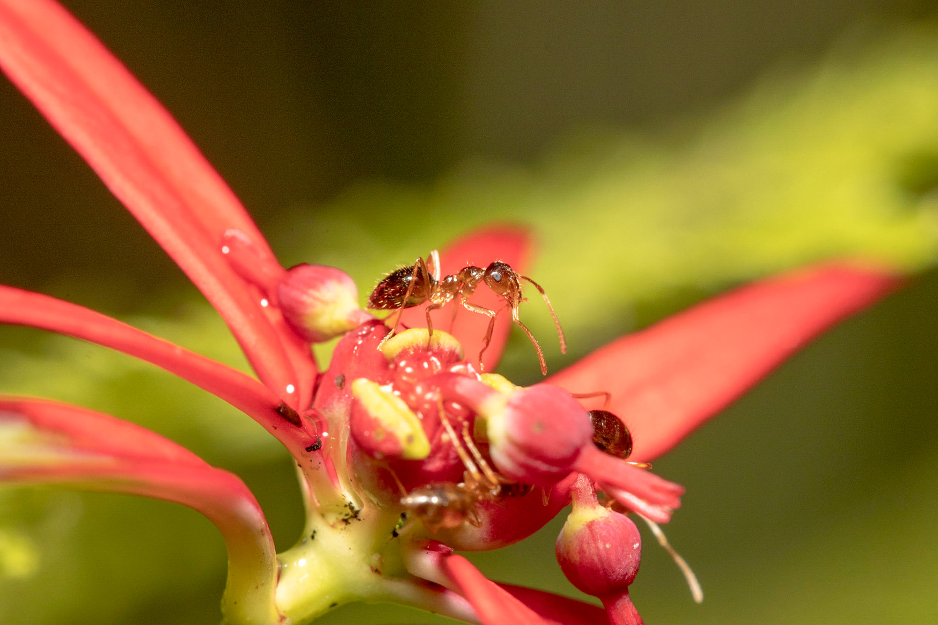 Mesa del Campanero, Sonora, Mexico