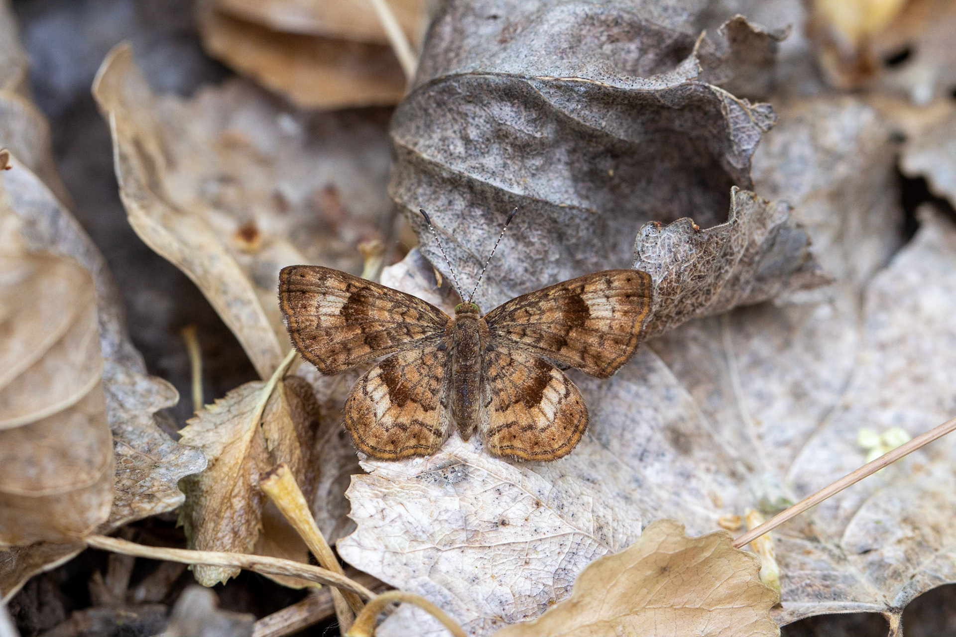 Butterflies &amp; Moths (Lepidoptera)