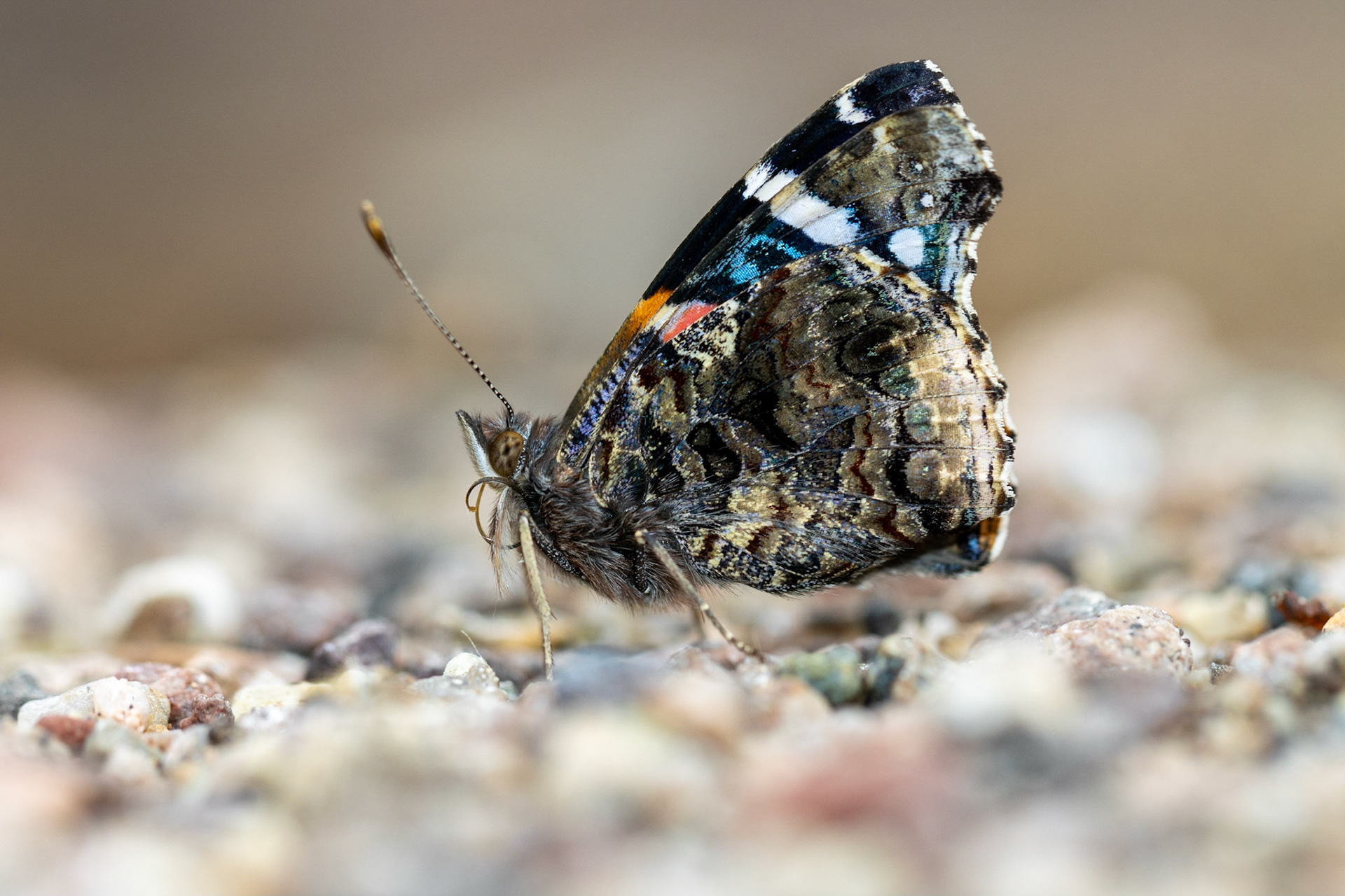 Superstition Mountains, Arizona, Tonto National Forest