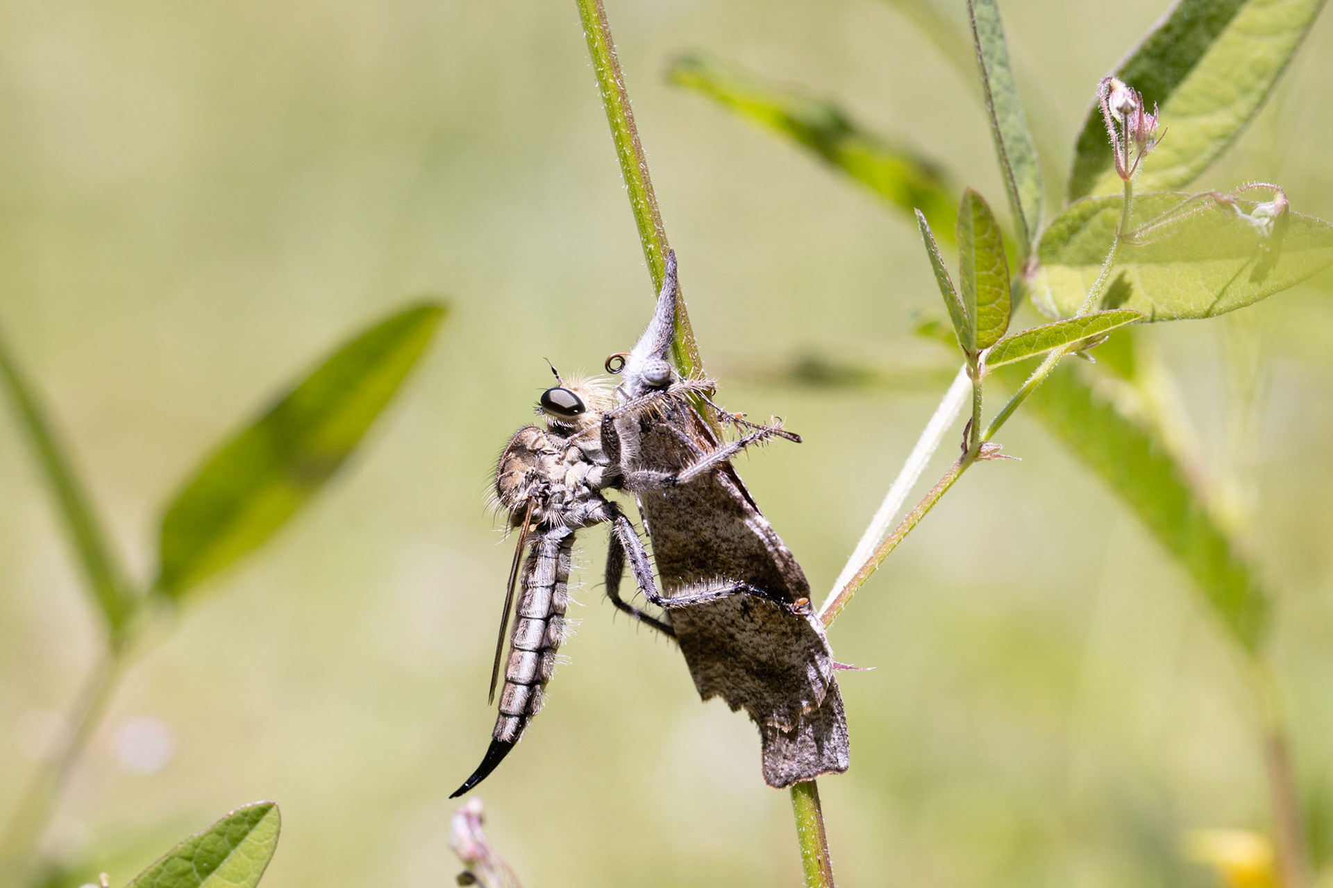 American Snout (Libytheana carinenta)