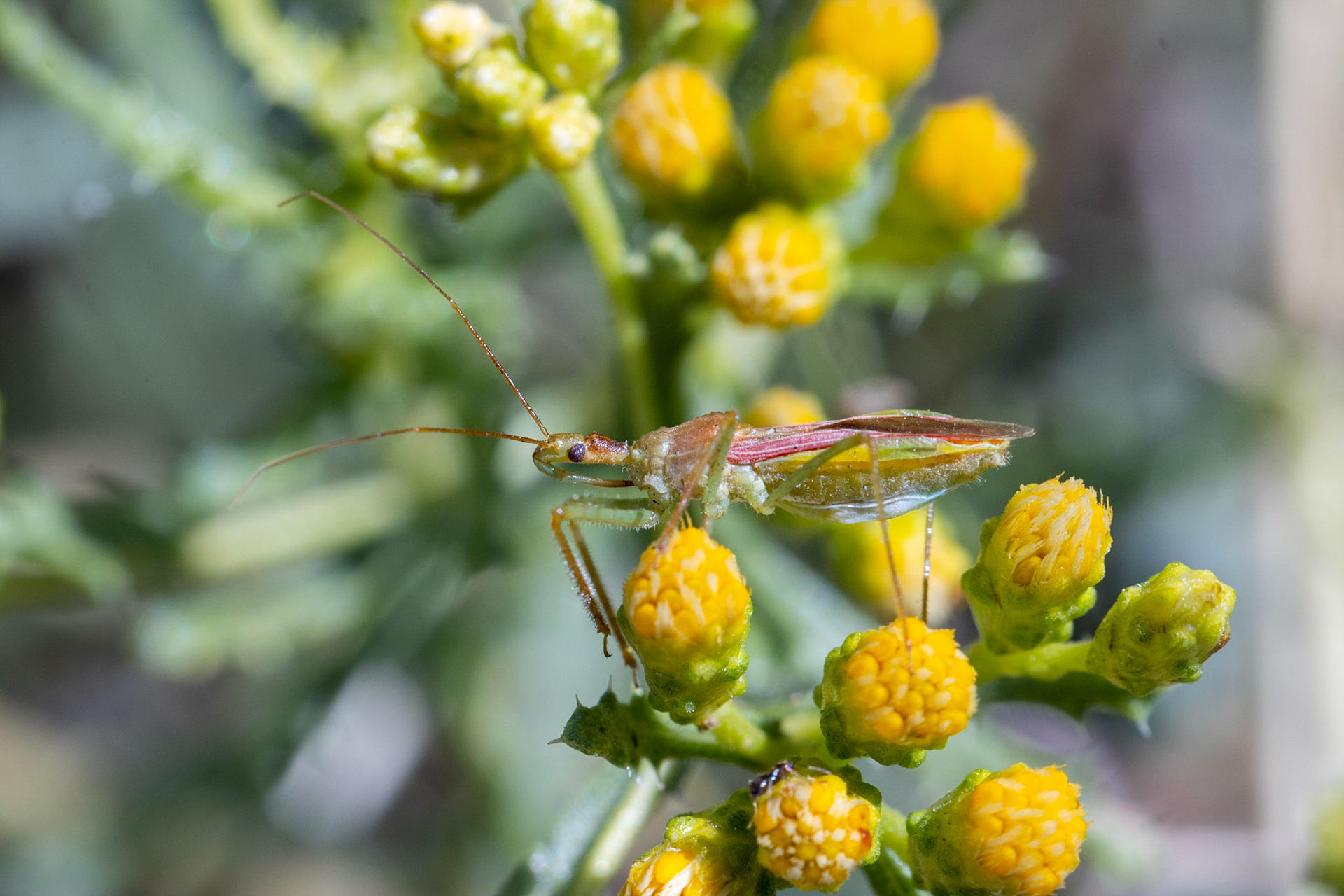 Assassin Bug (Zelus renardii), and Alkali Goldenbush (Isocoma acradenia)