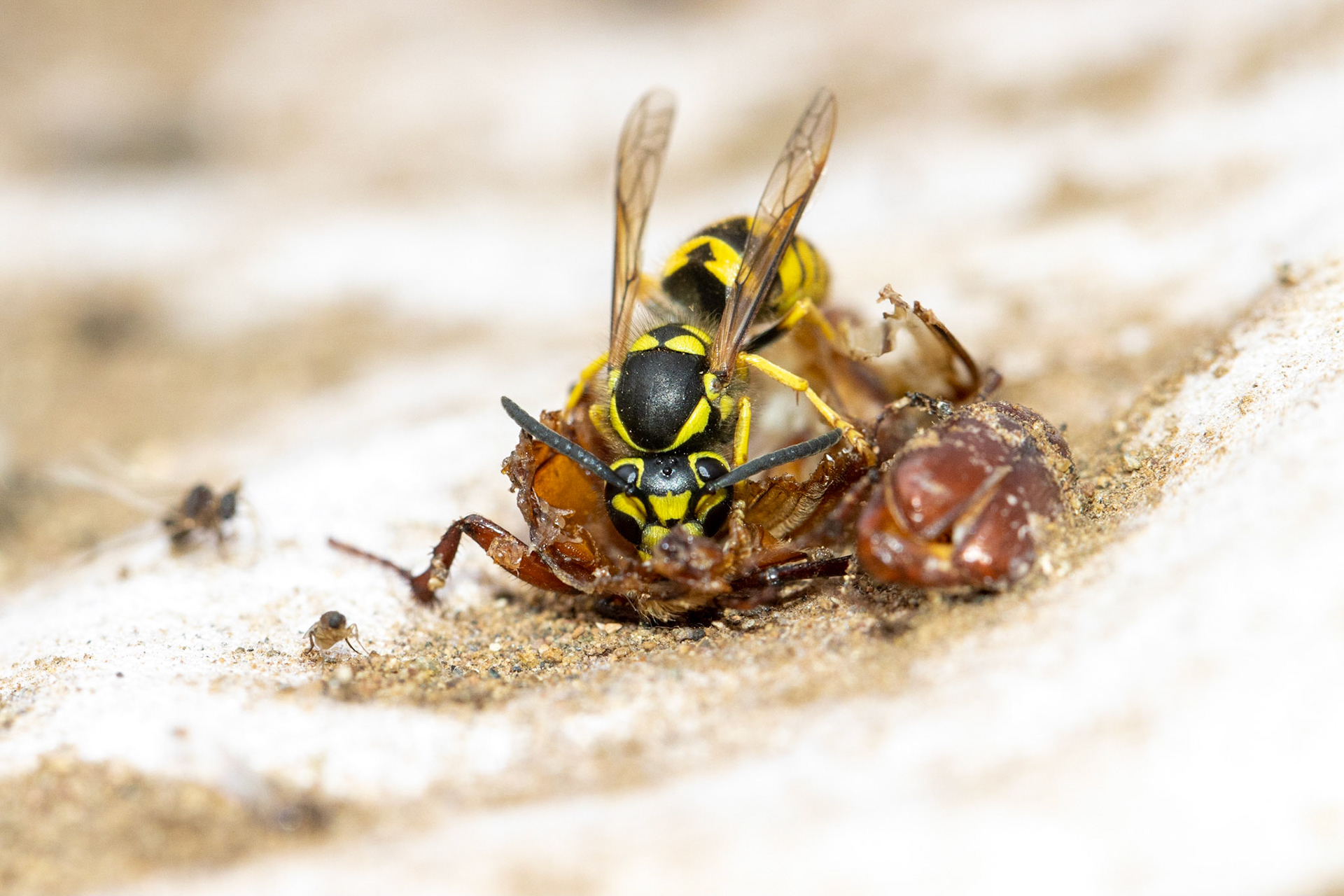 Miles Ranch, Superstition Mountains, Arizona, Tonto National Forest