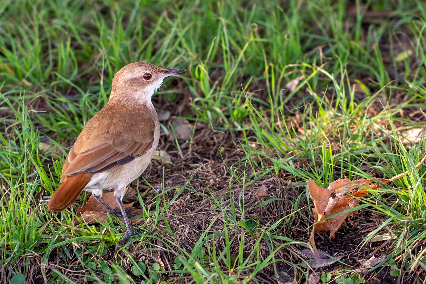 Rufous Hornero (Furnarius rufus)