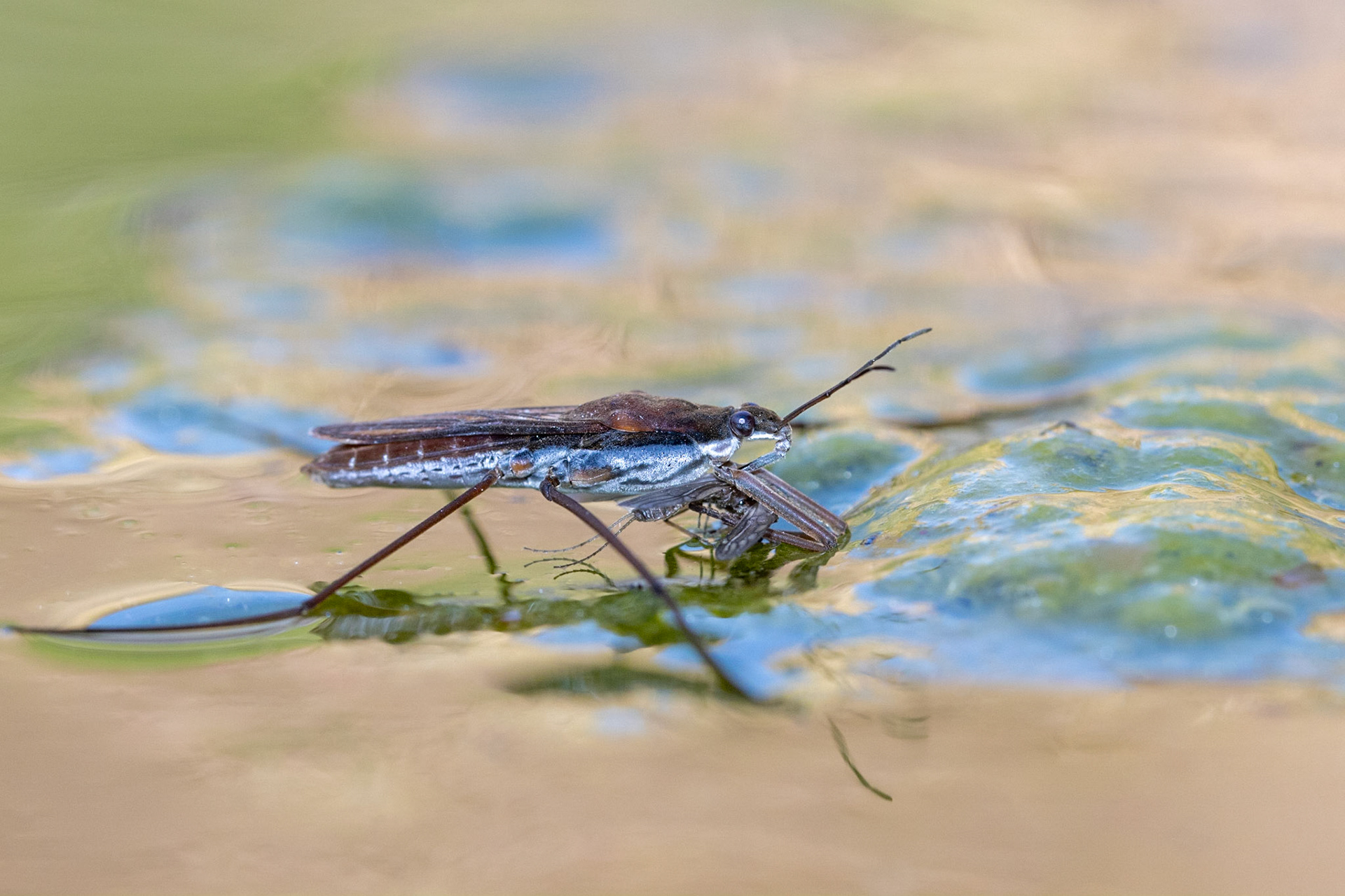 Superstition Mountains, Arizona, Tonto National Forest