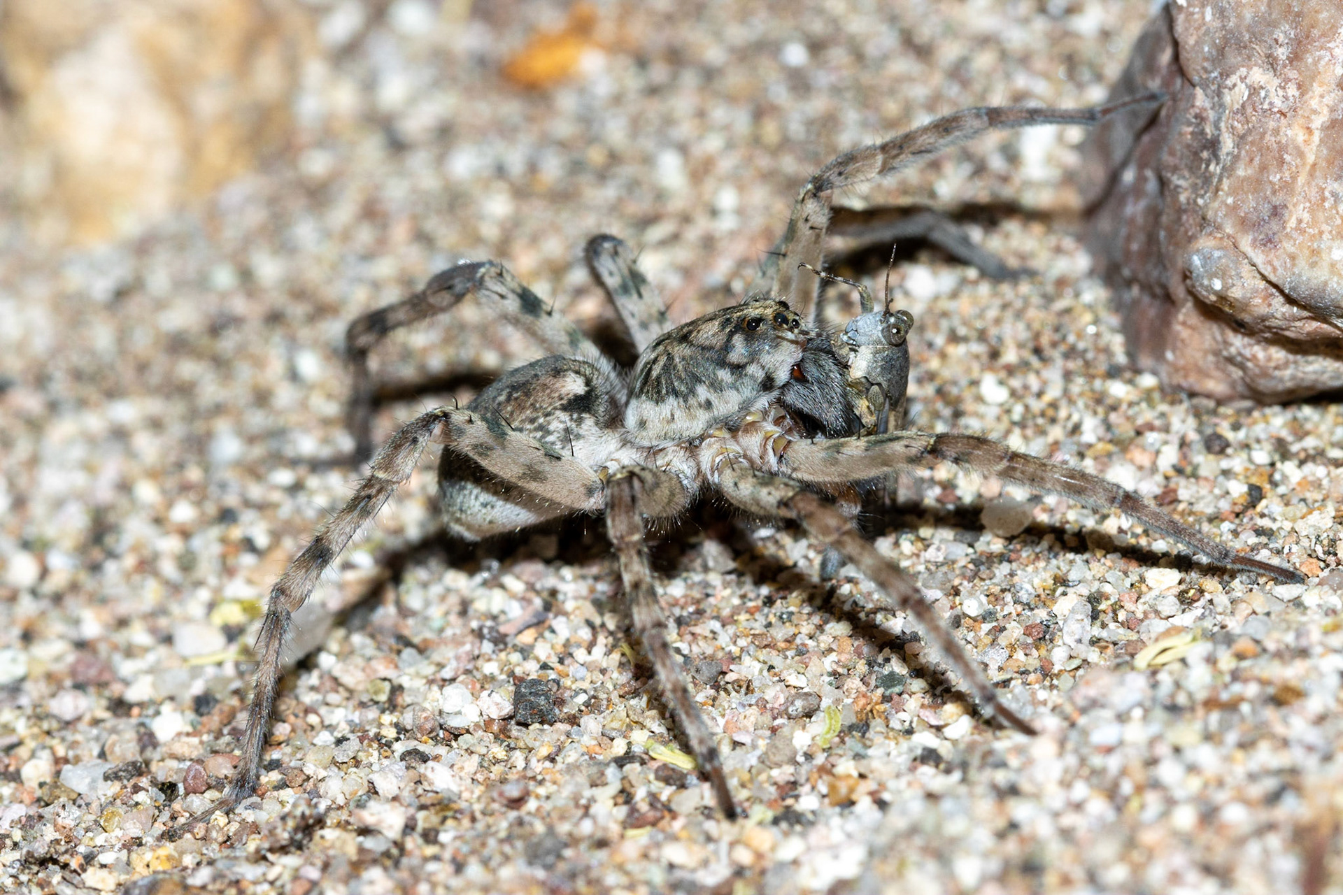 Superstition Mountains, Arizona, Tonto National Forest, Superstition Mountains, Arizona, Tonto National Forest