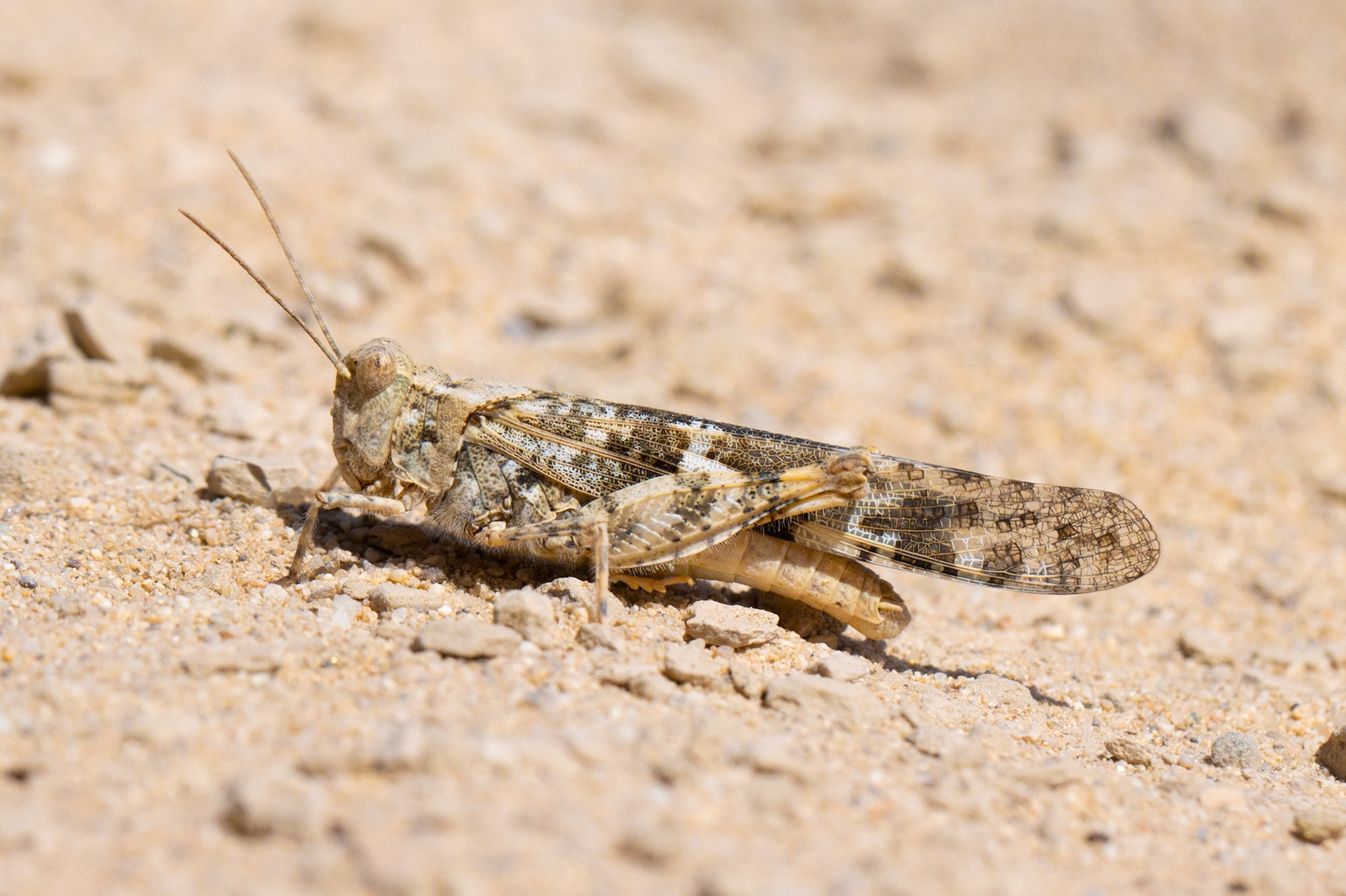 Cadiz Dunes Wilderness, Mojave Desert, California