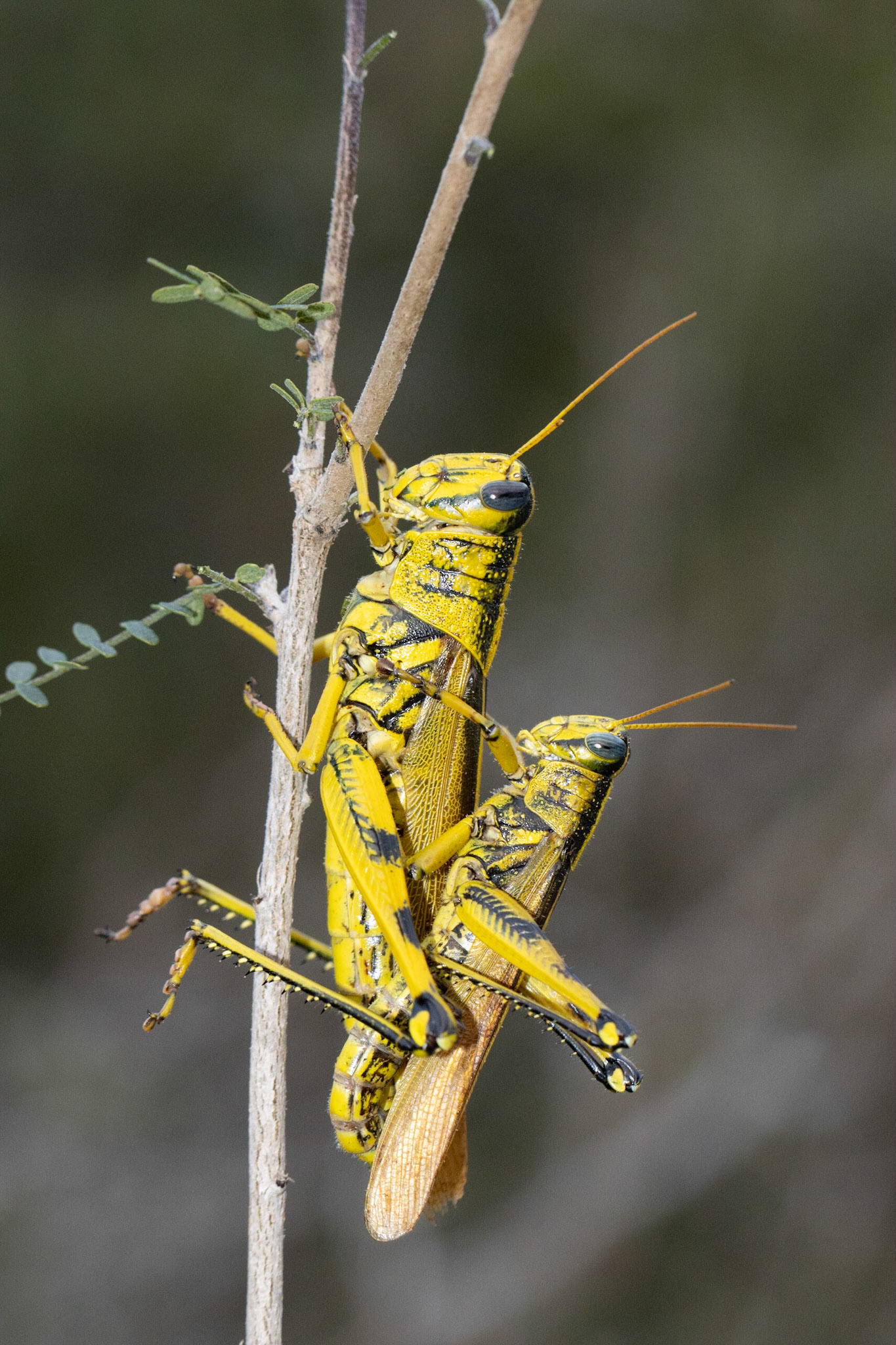 Schistocerca lineata