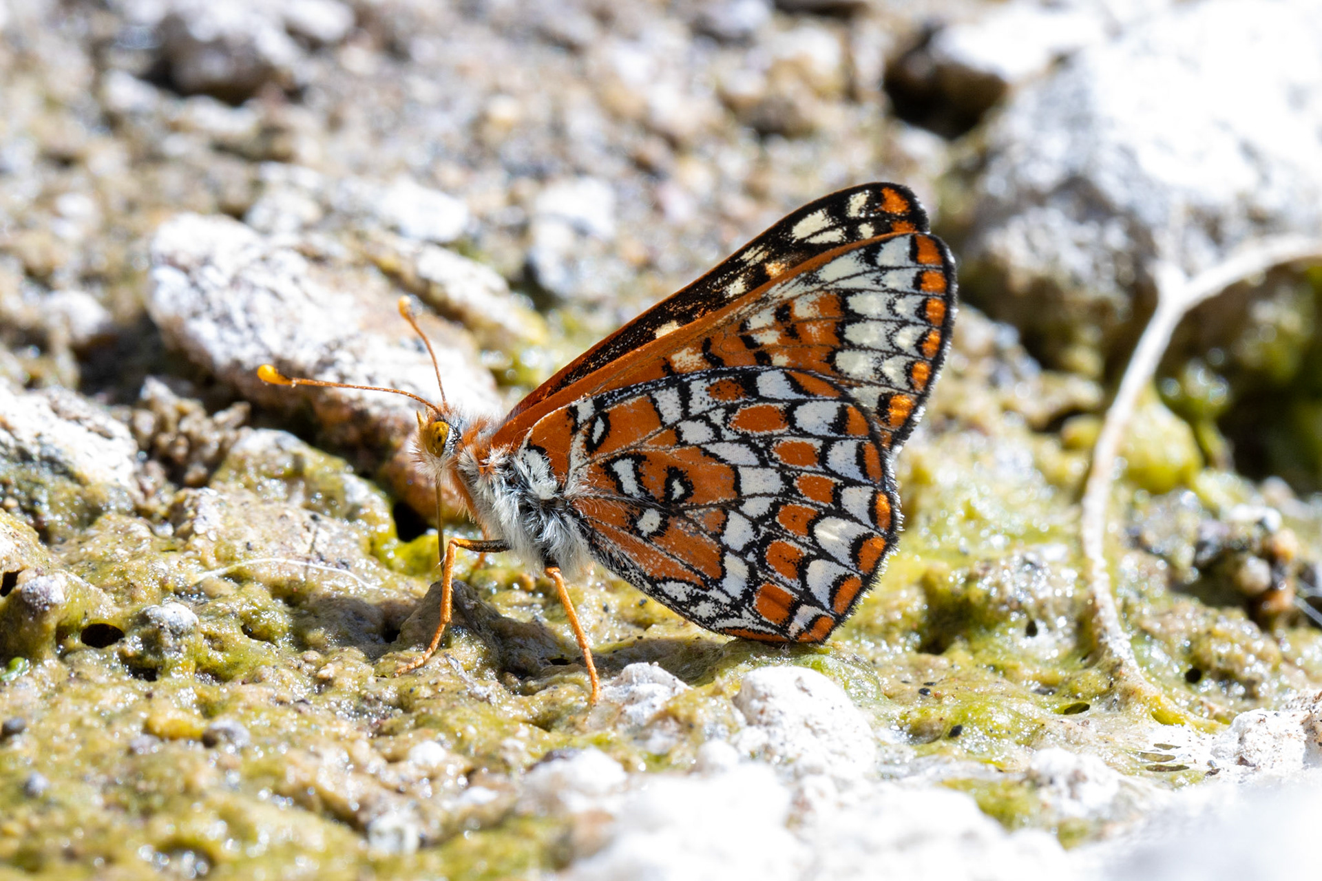 Superstition Mountains, Arizona, Tonto National Forest