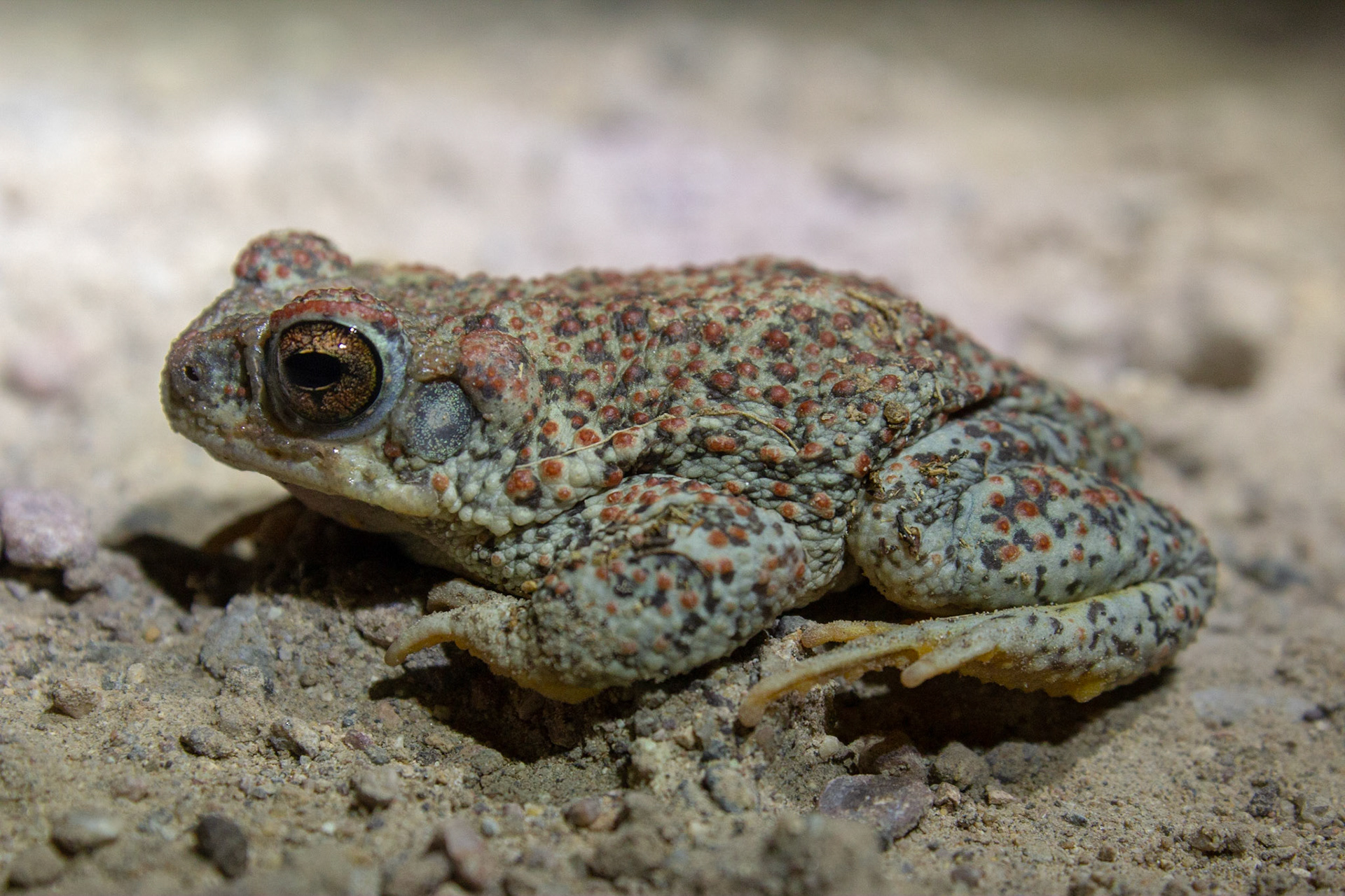Baird's Spotted Toad (Anaxyrus punctatus)