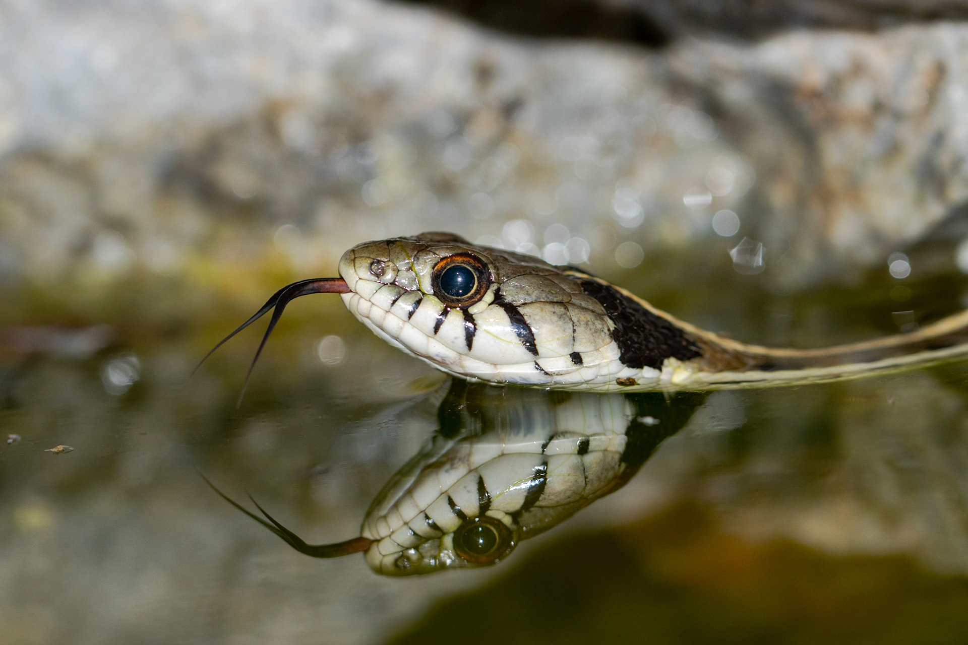 Superstition Mountains, Arizona, Tonto National Forest
